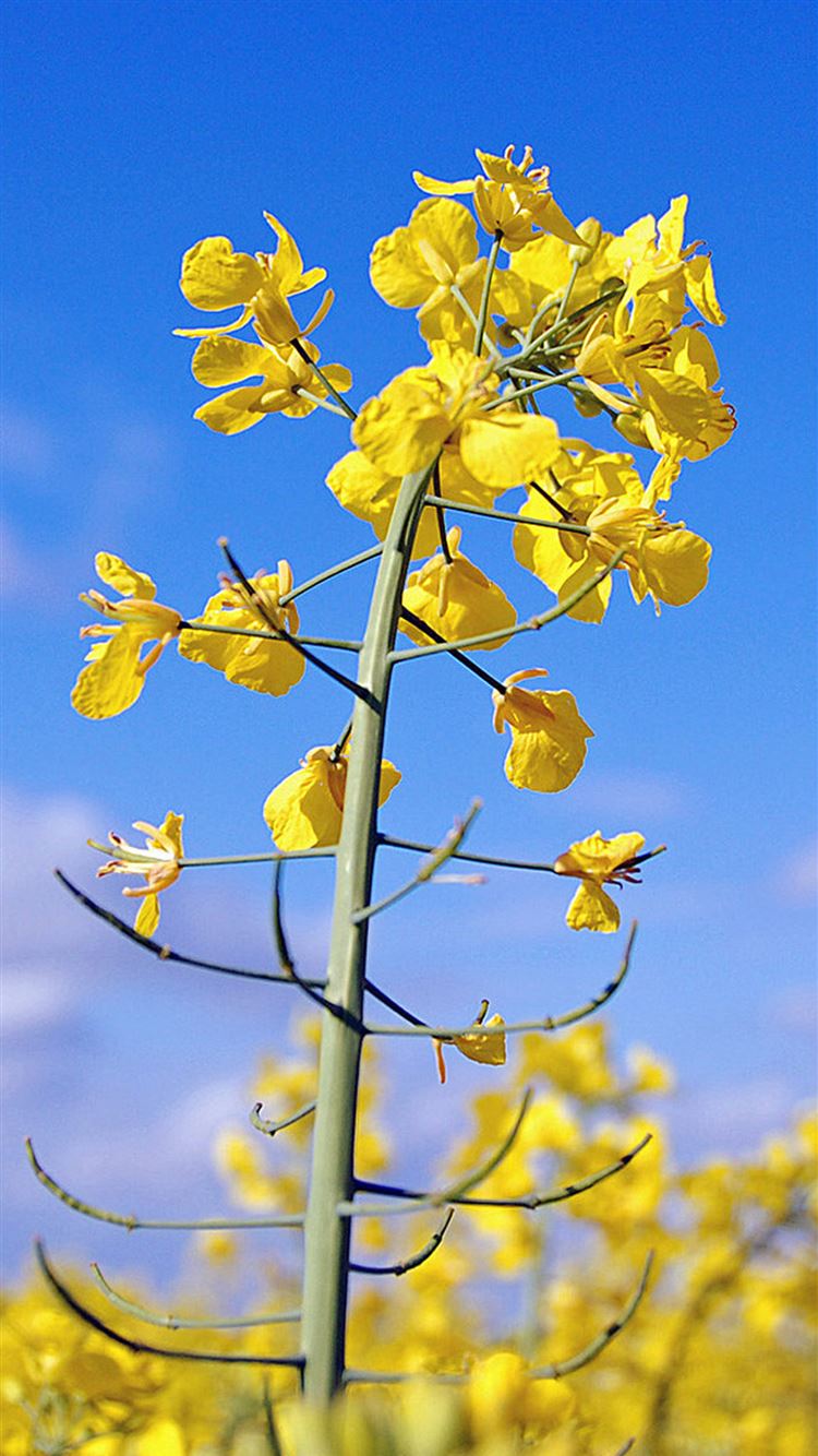 Canola Wallpapers