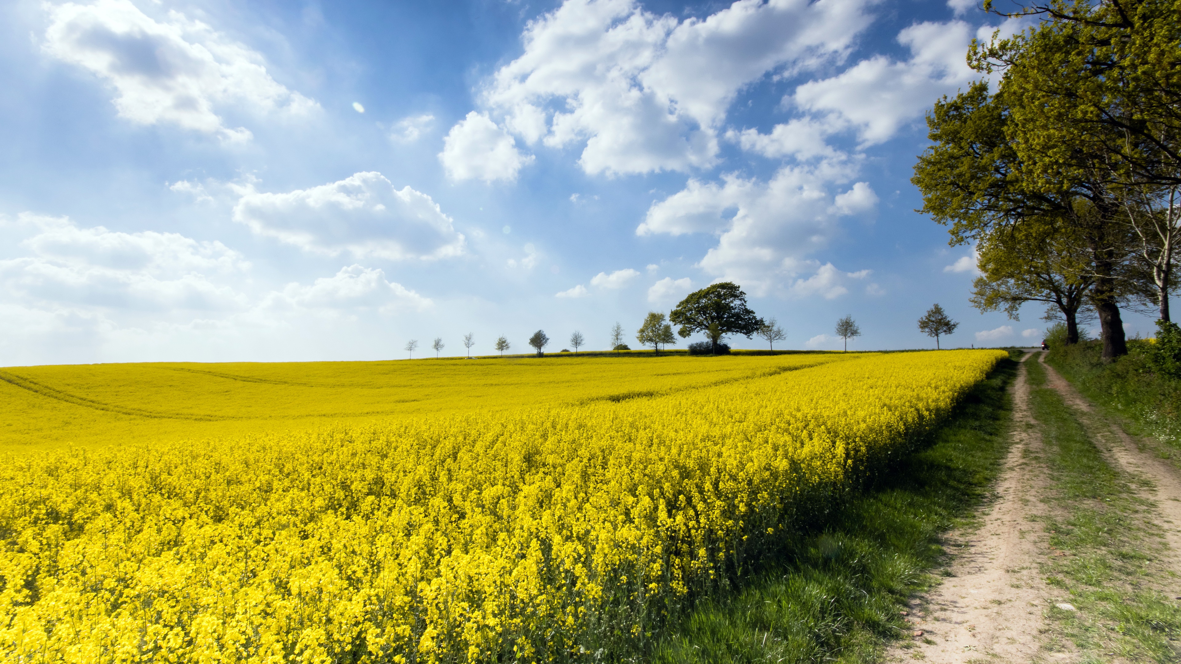 Canola Wallpapers