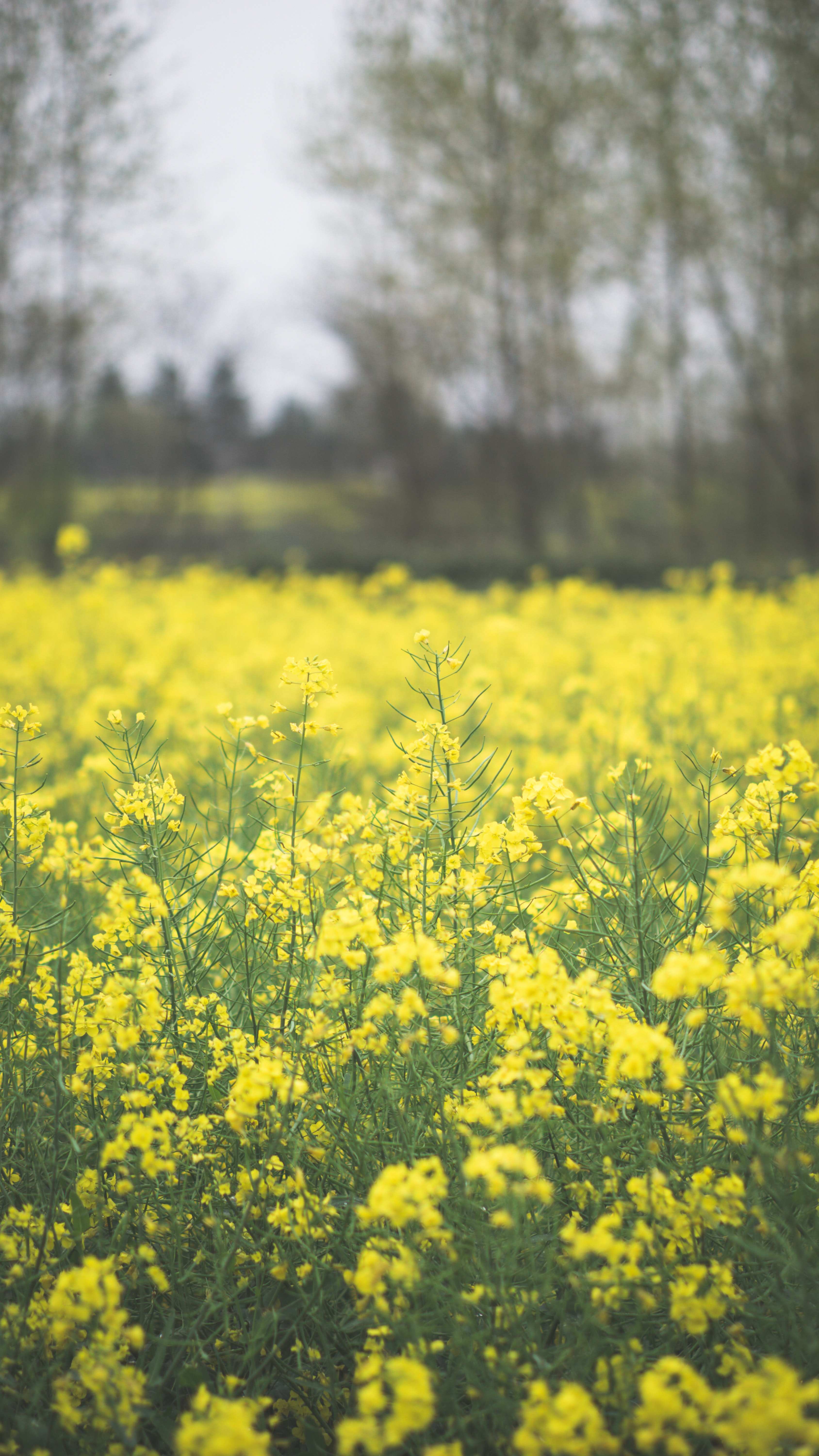 Canola Wallpapers