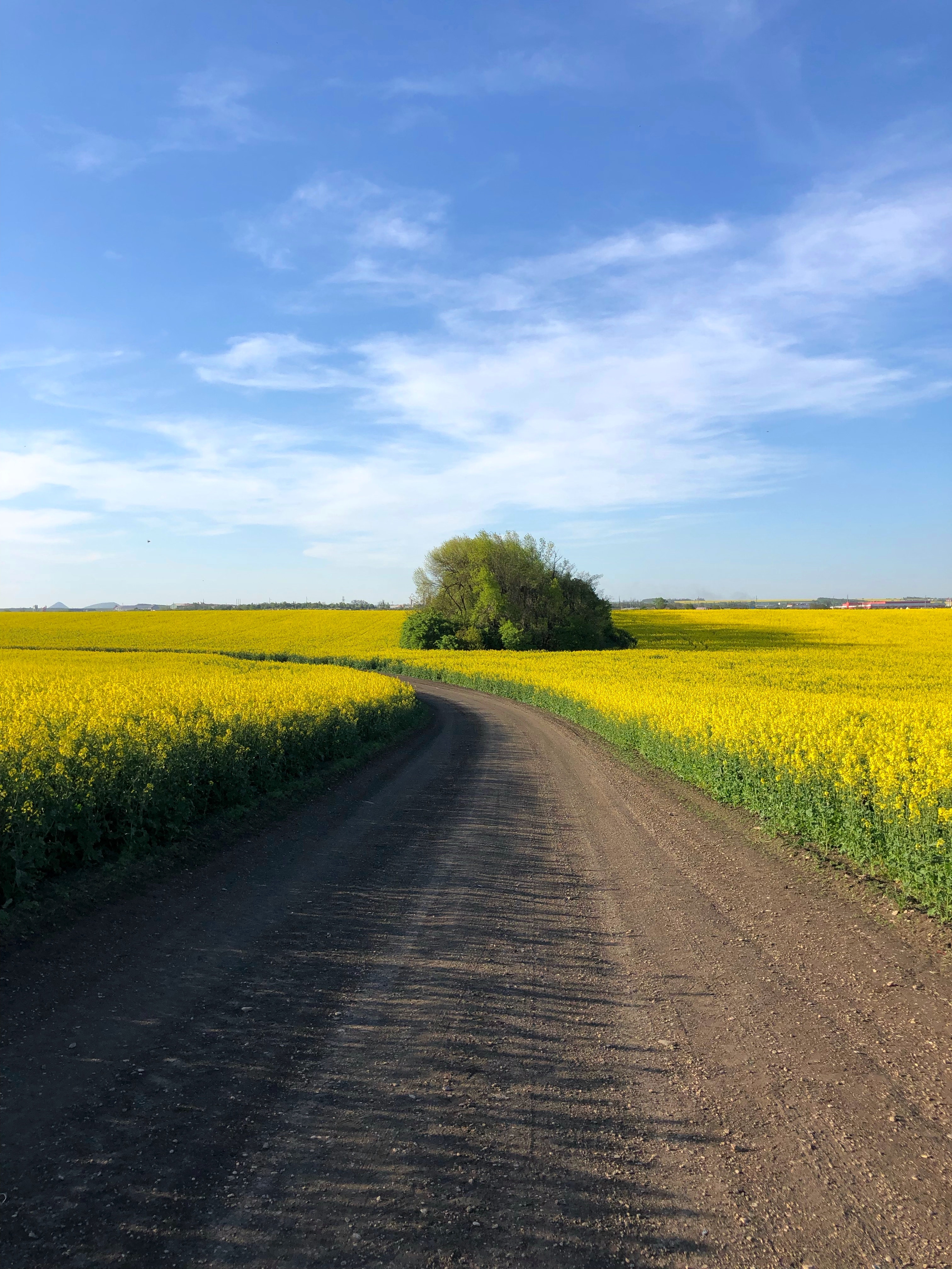 Canola Wallpapers