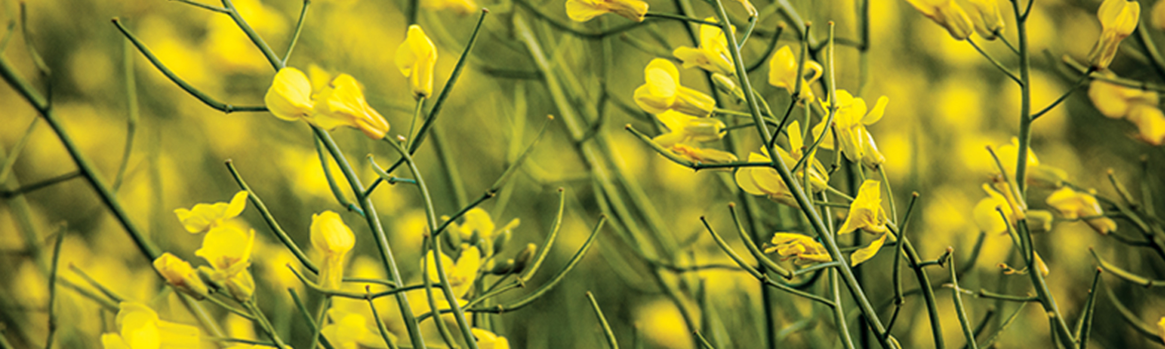 Canola Wallpapers