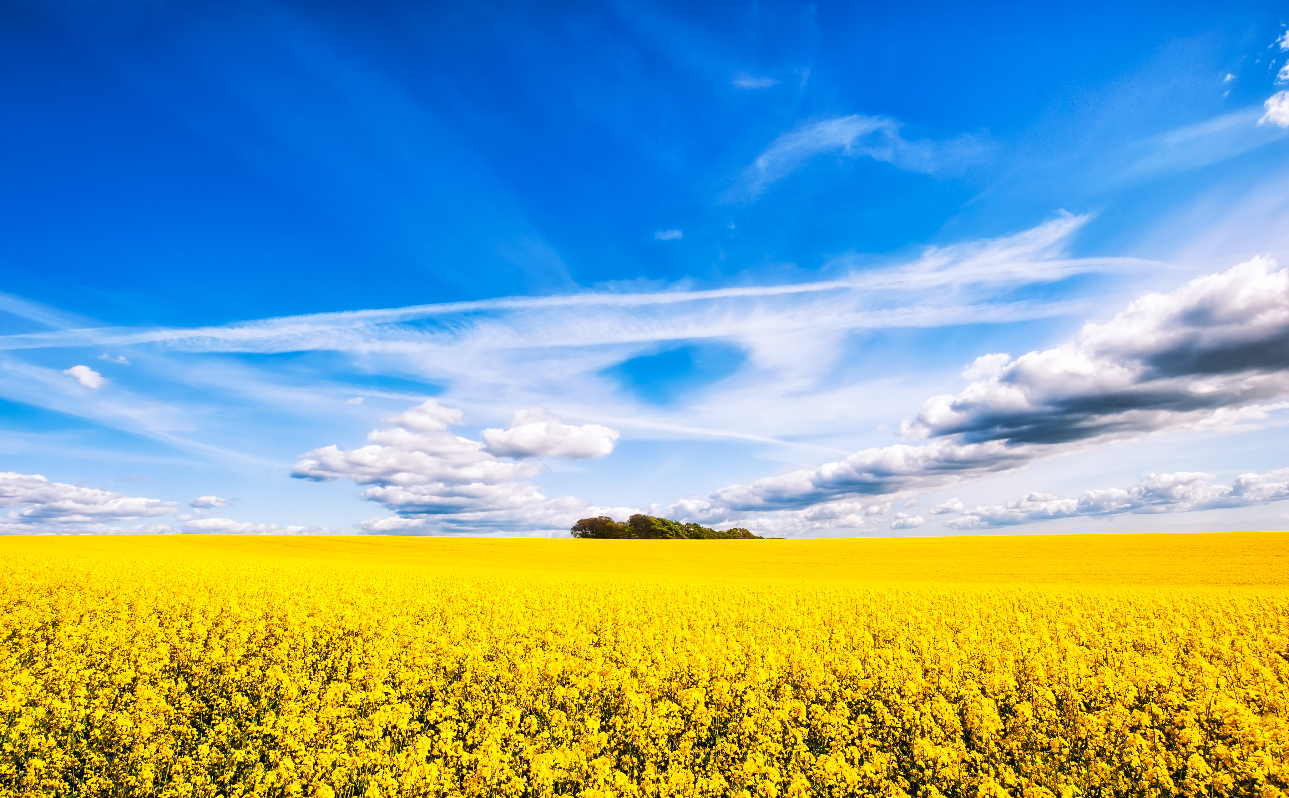 Canola Wallpapers