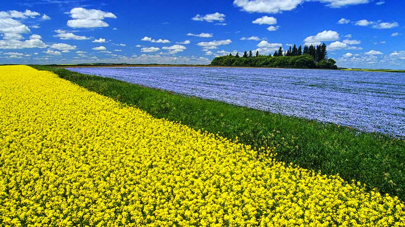 Canola Wallpapers