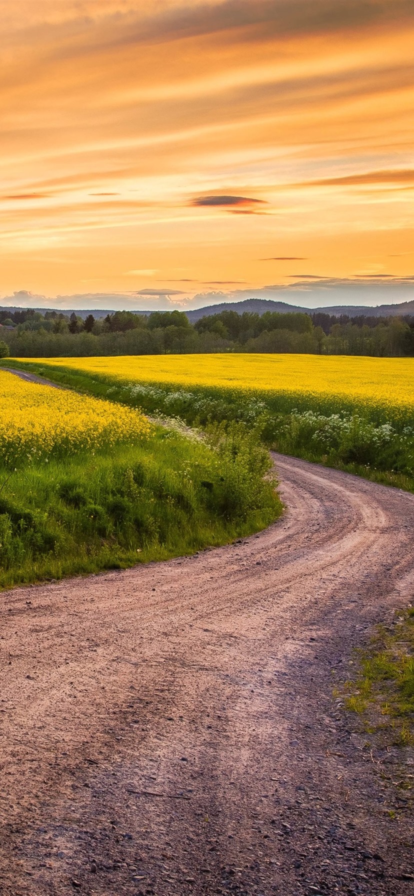 Canola Wallpapers