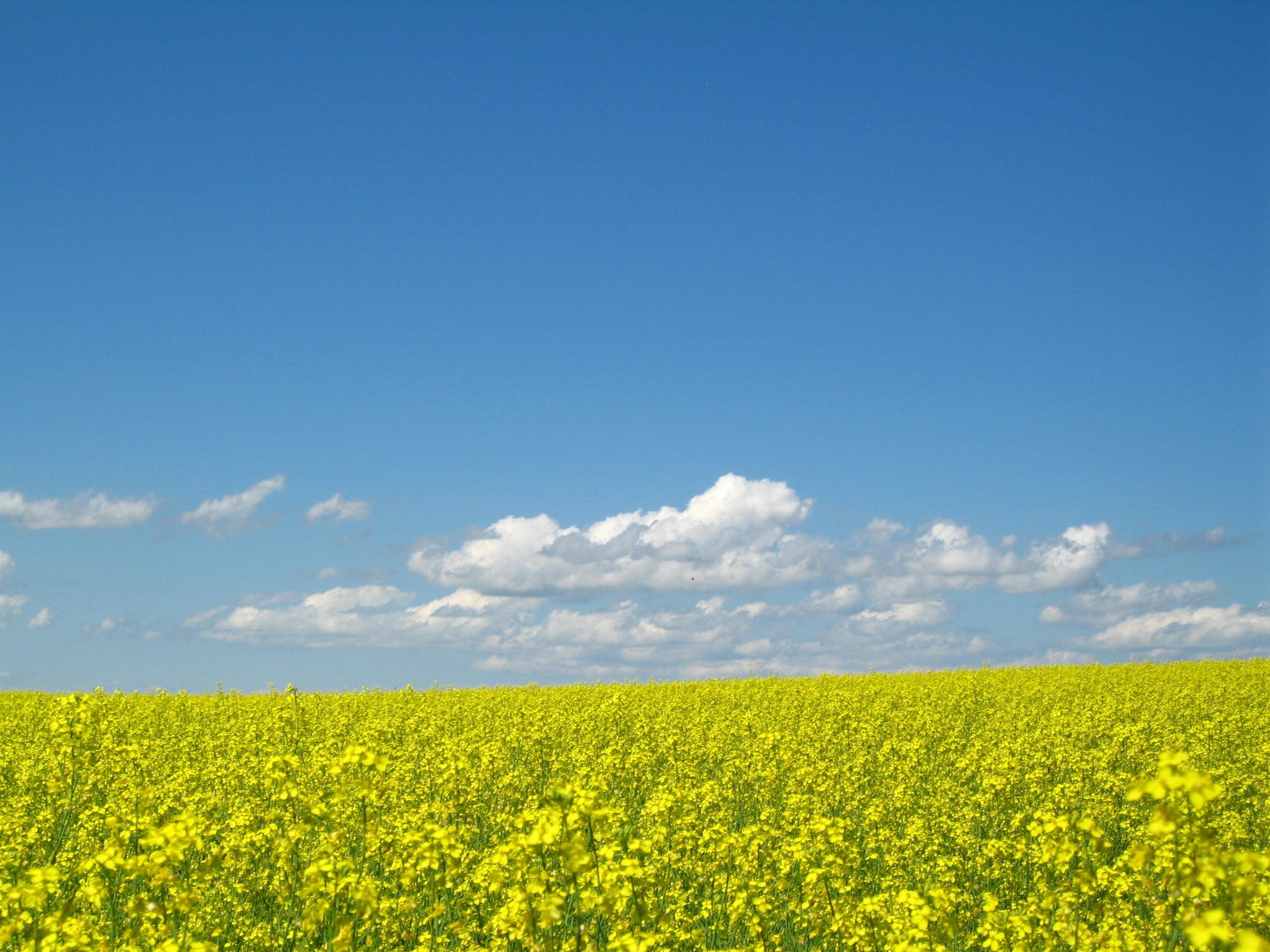 Canola Wallpapers