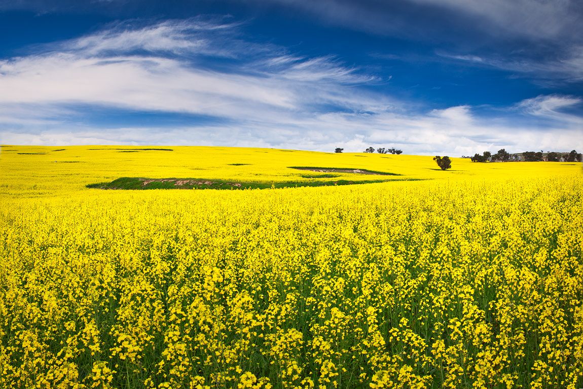 Canola Wallpapers