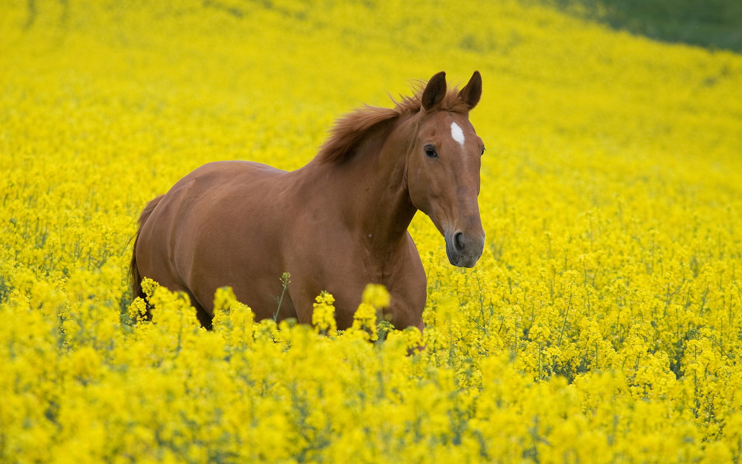 Canola Wallpapers