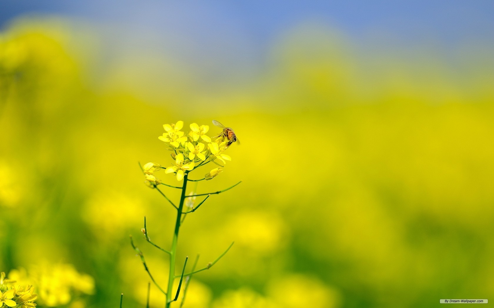 Canola Wallpapers