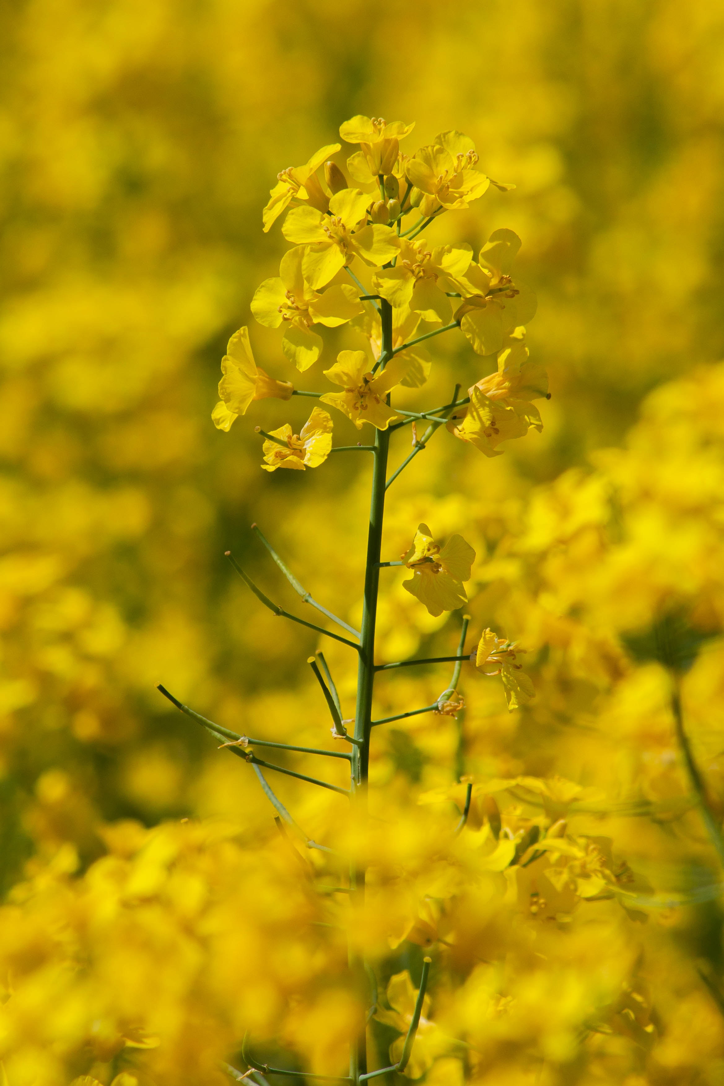 Canola Wallpapers