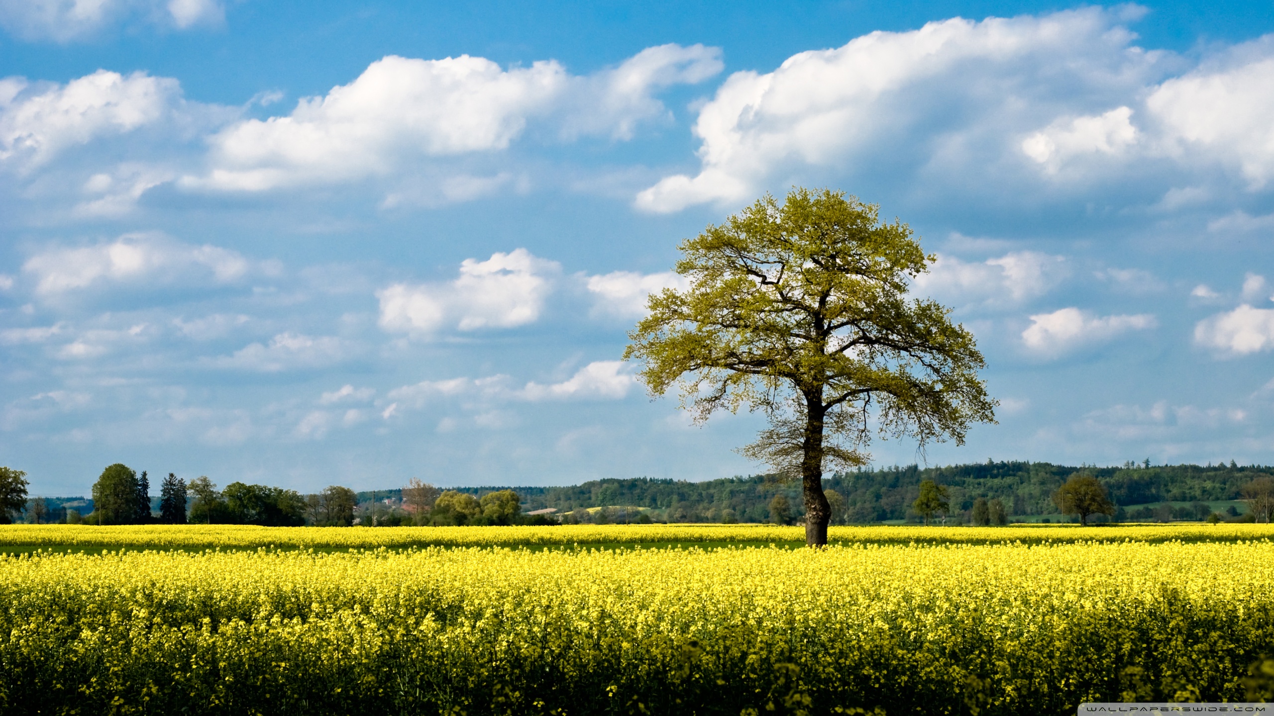 Canola Wallpapers