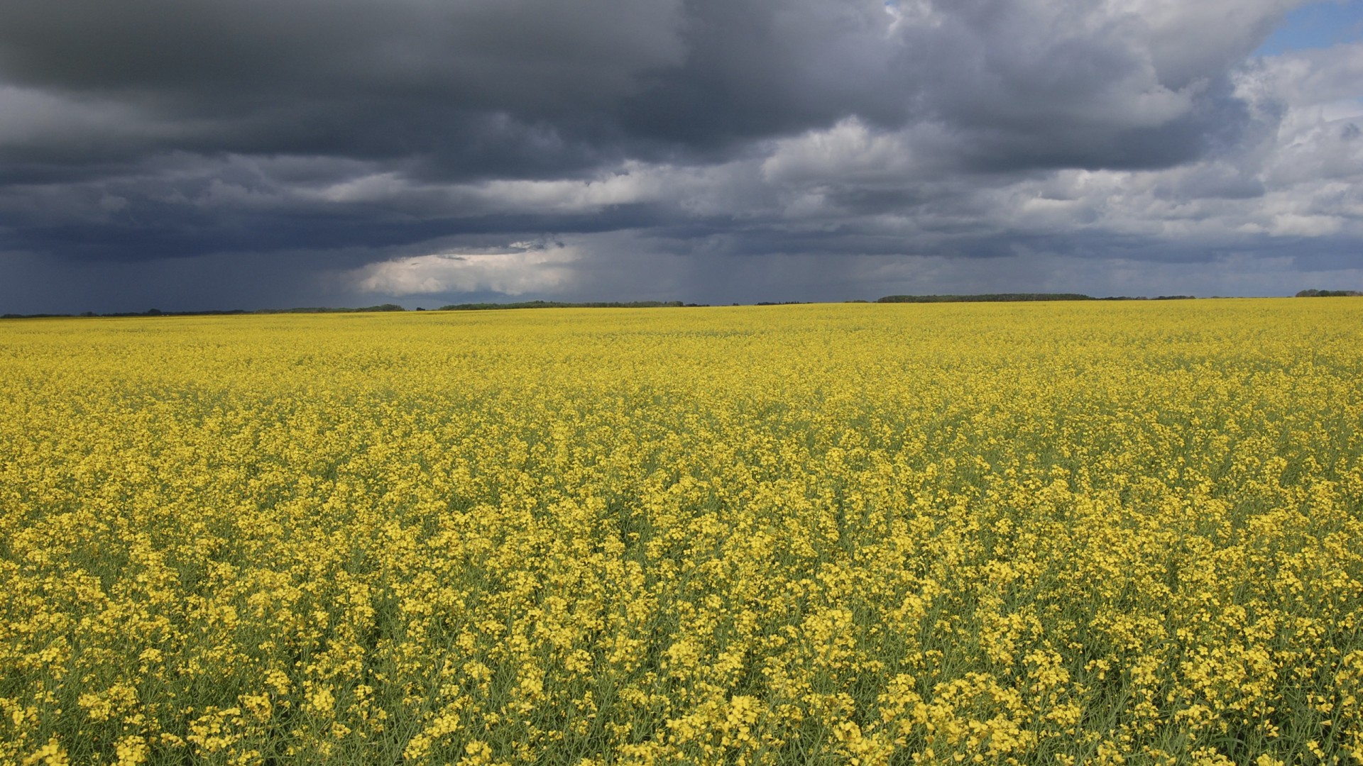 Canola Wallpapers