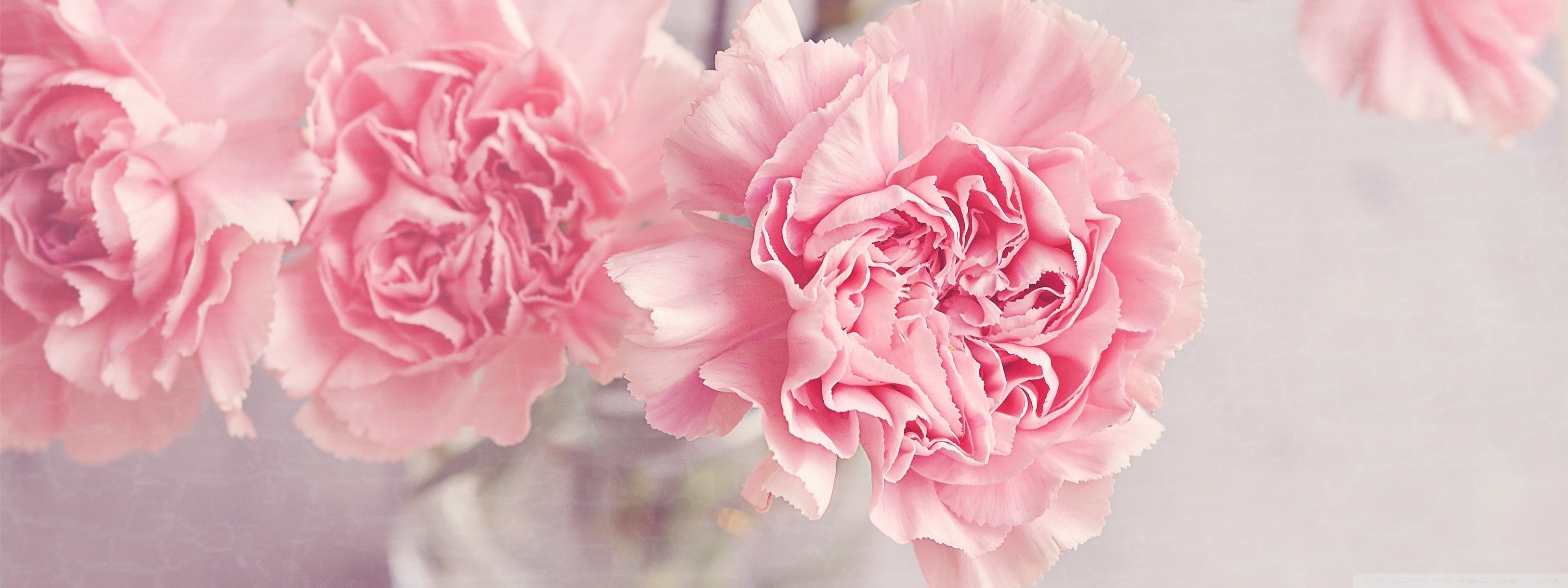 Carnation Wallpapers