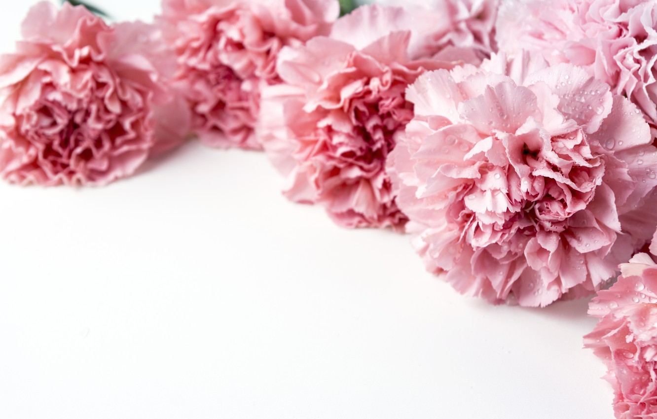 Carnation Wallpapers