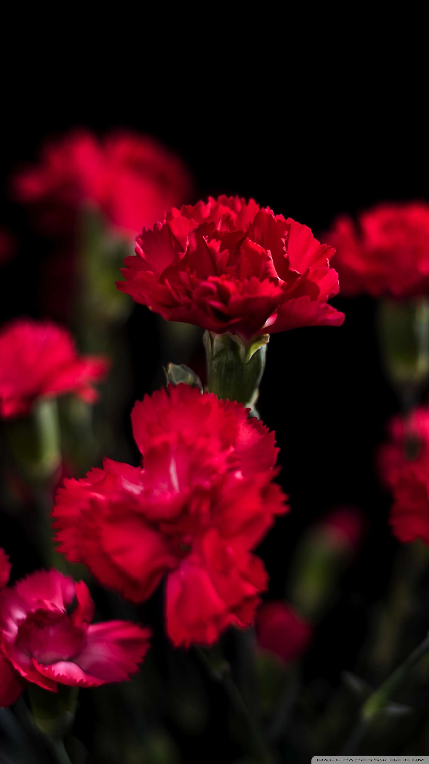 Carnation Wallpapers