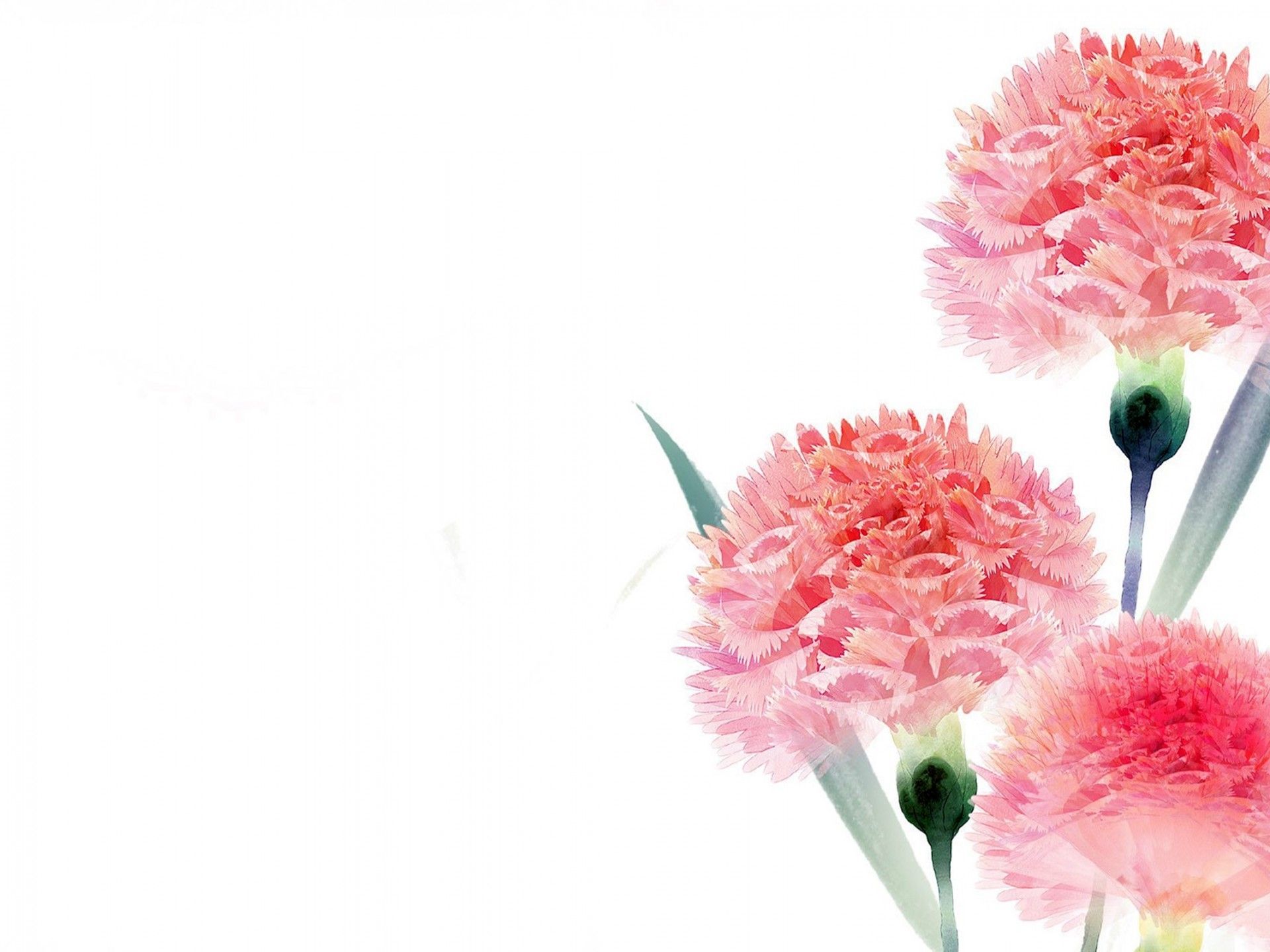 Carnation Wallpapers