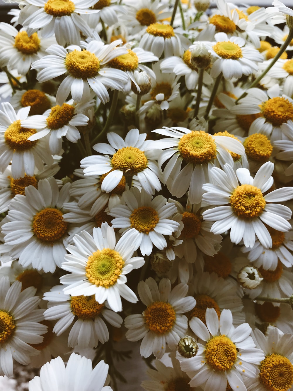 Chamomile Wallpapers