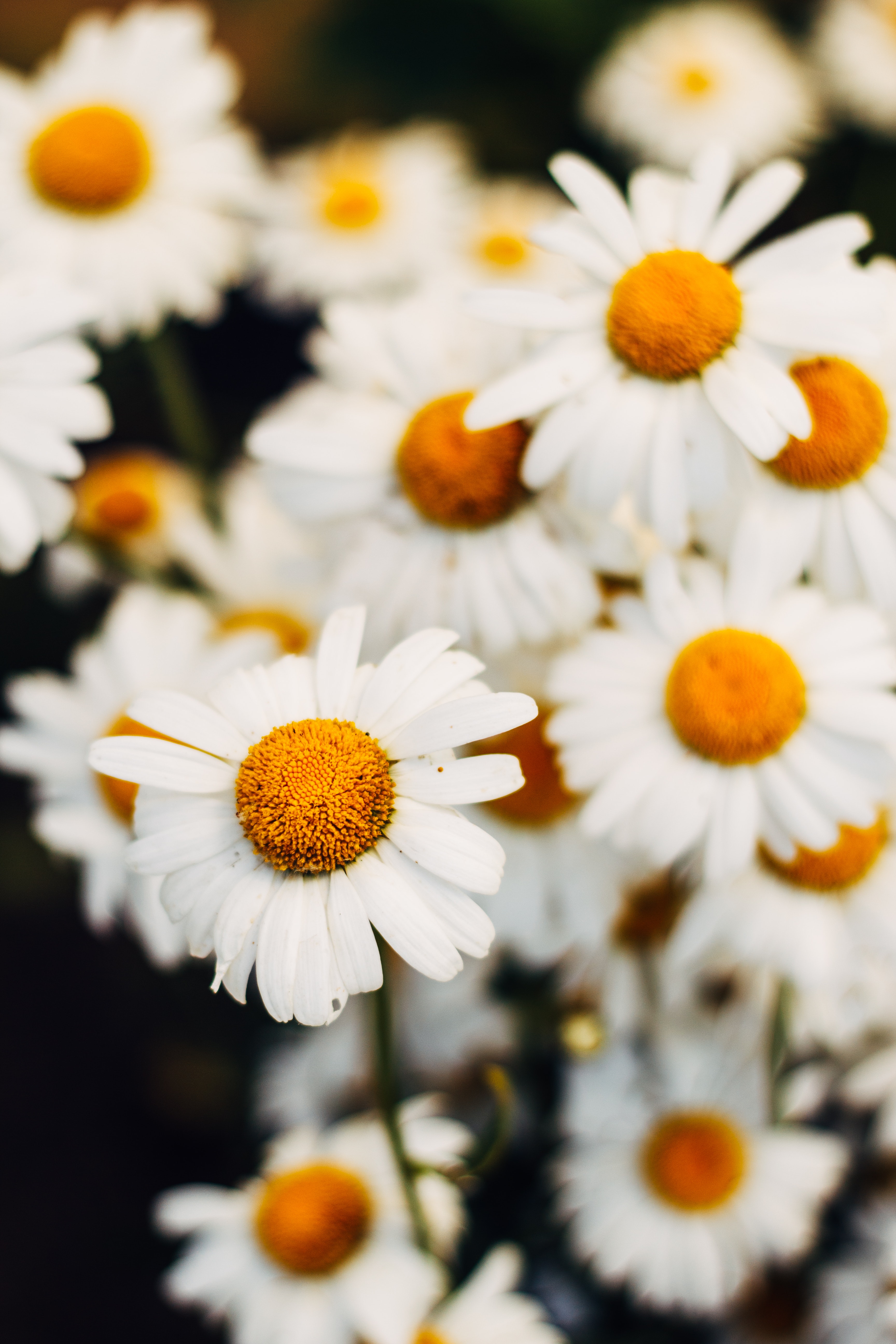 Chamomile Wallpapers