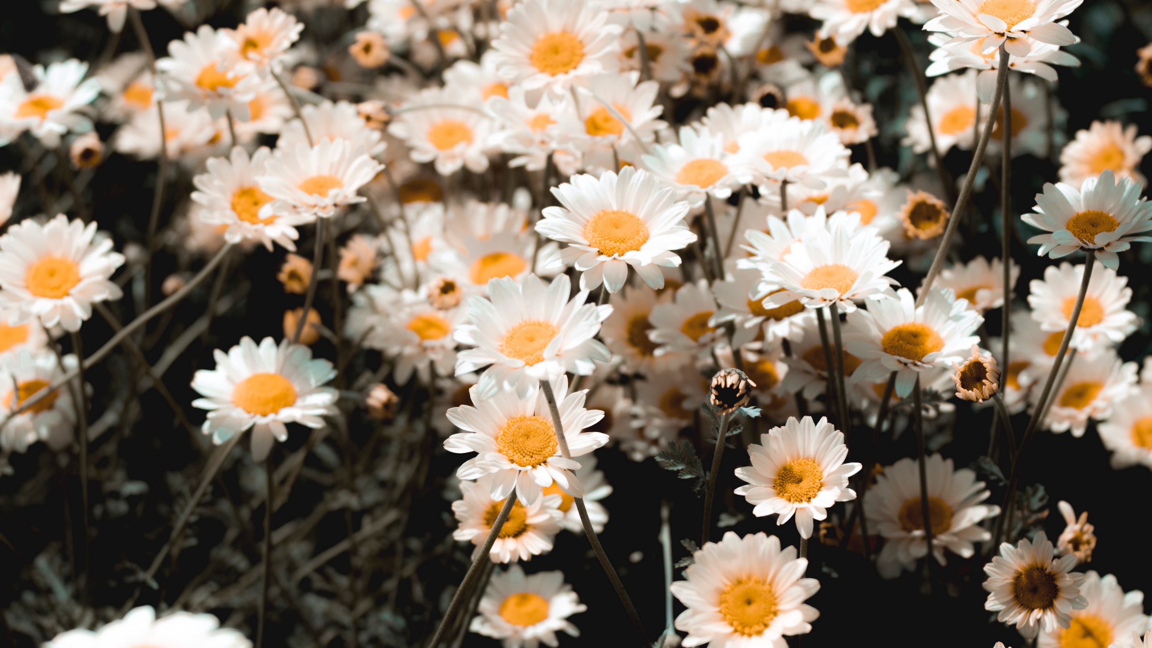 Chamomile Wallpapers