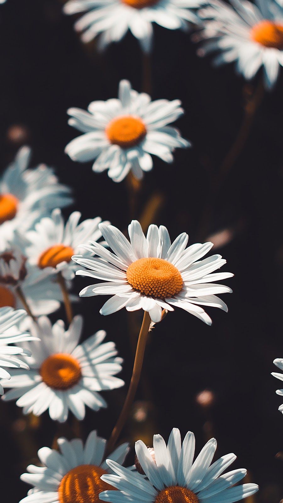 Chamomile Wallpapers