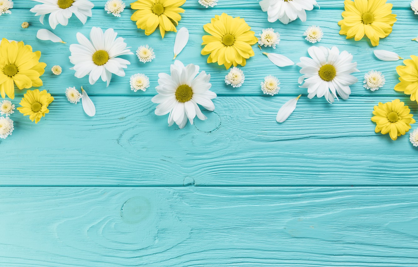 Chamomile Wallpapers