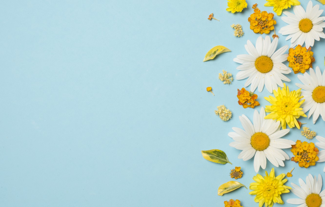 Chamomile Wallpapers