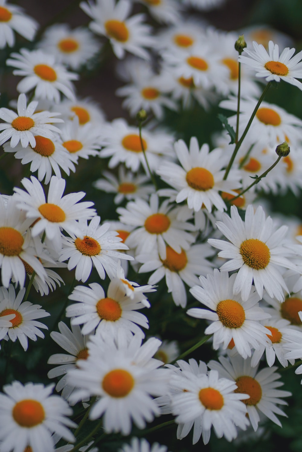 Chamomile Wallpapers