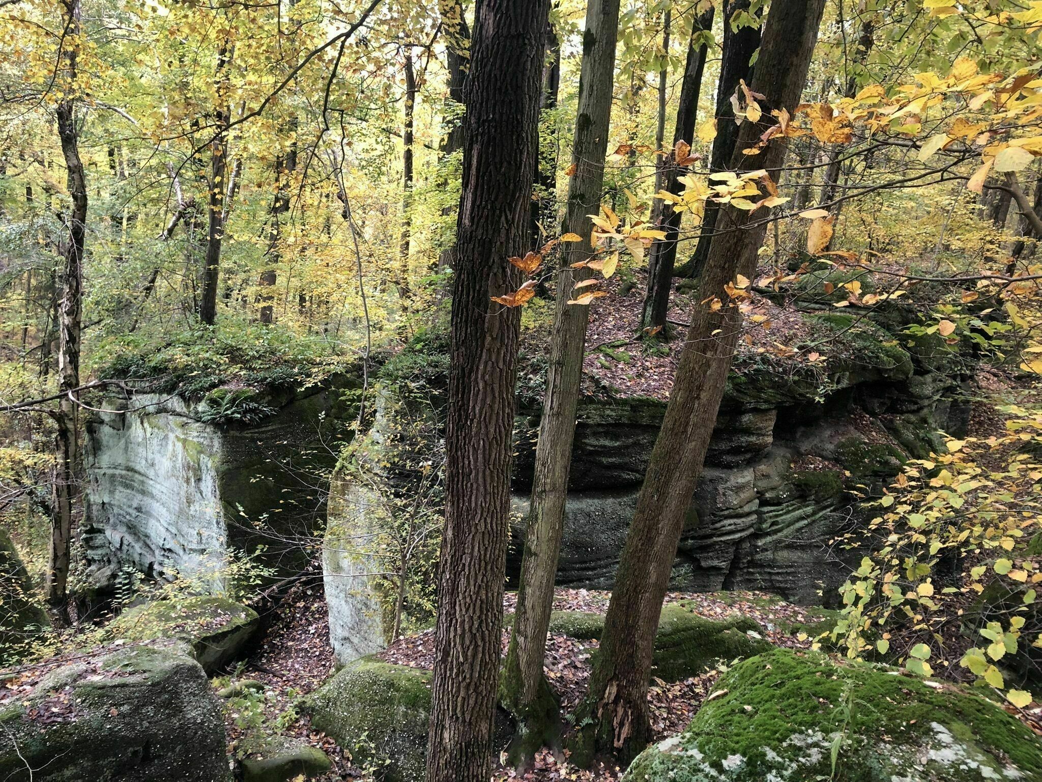 Chapin Forest Reservation Evening Wallpapers