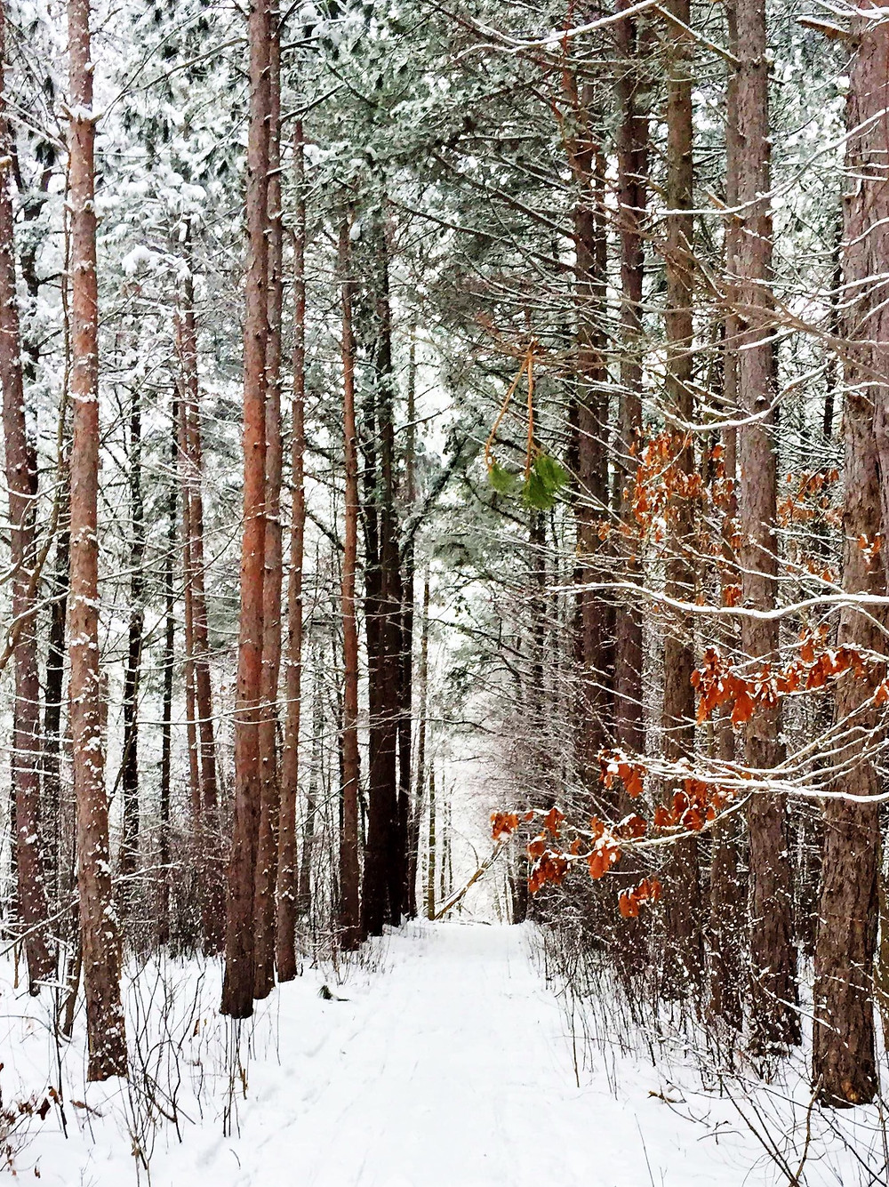 Chapin Forest Reservation Evening Wallpapers