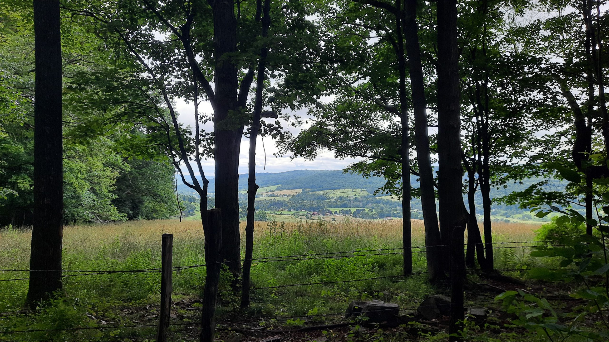 Chapin Forest Reservation Evening Wallpapers