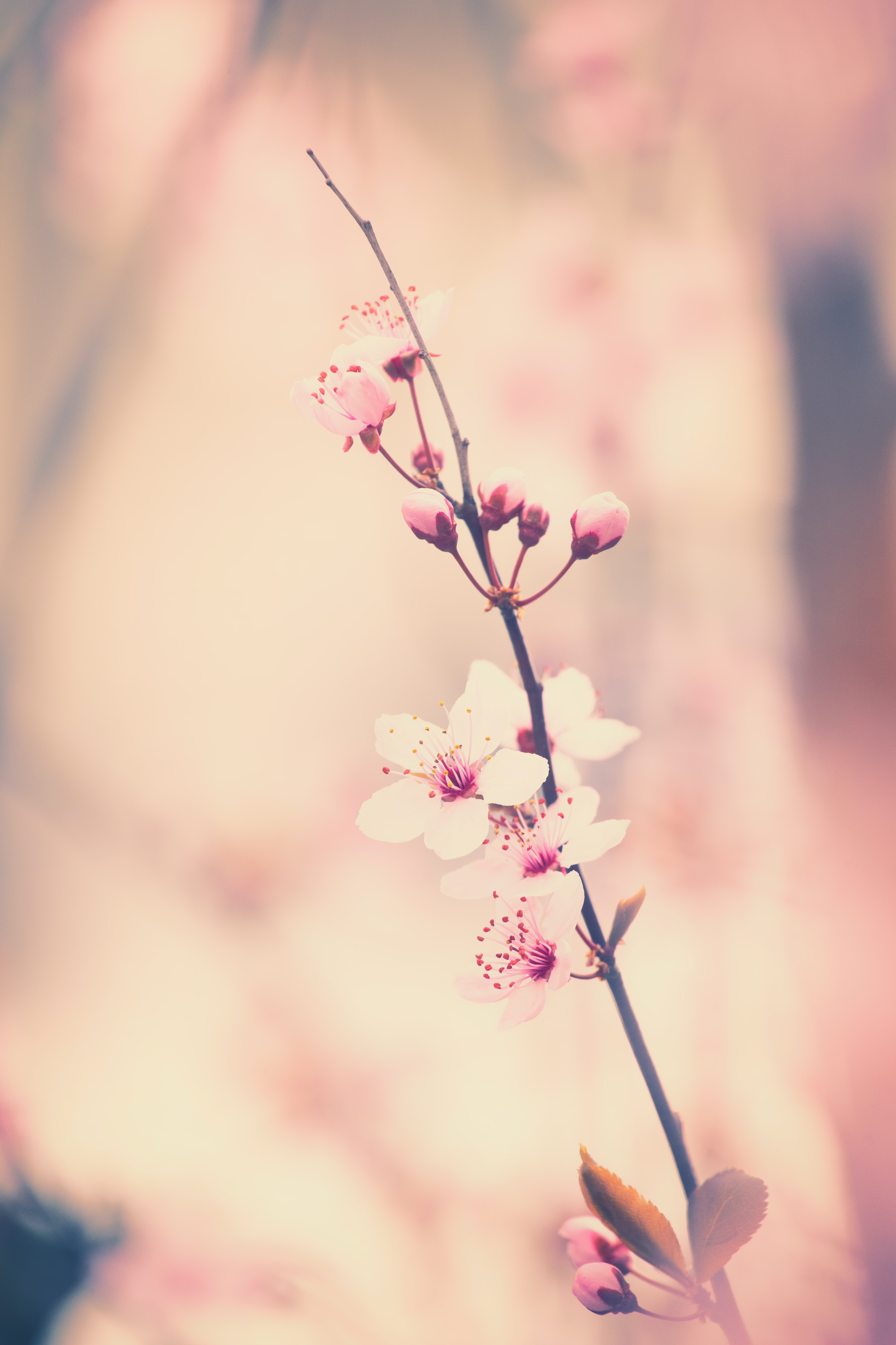 Cherry Blossom Wallpapers