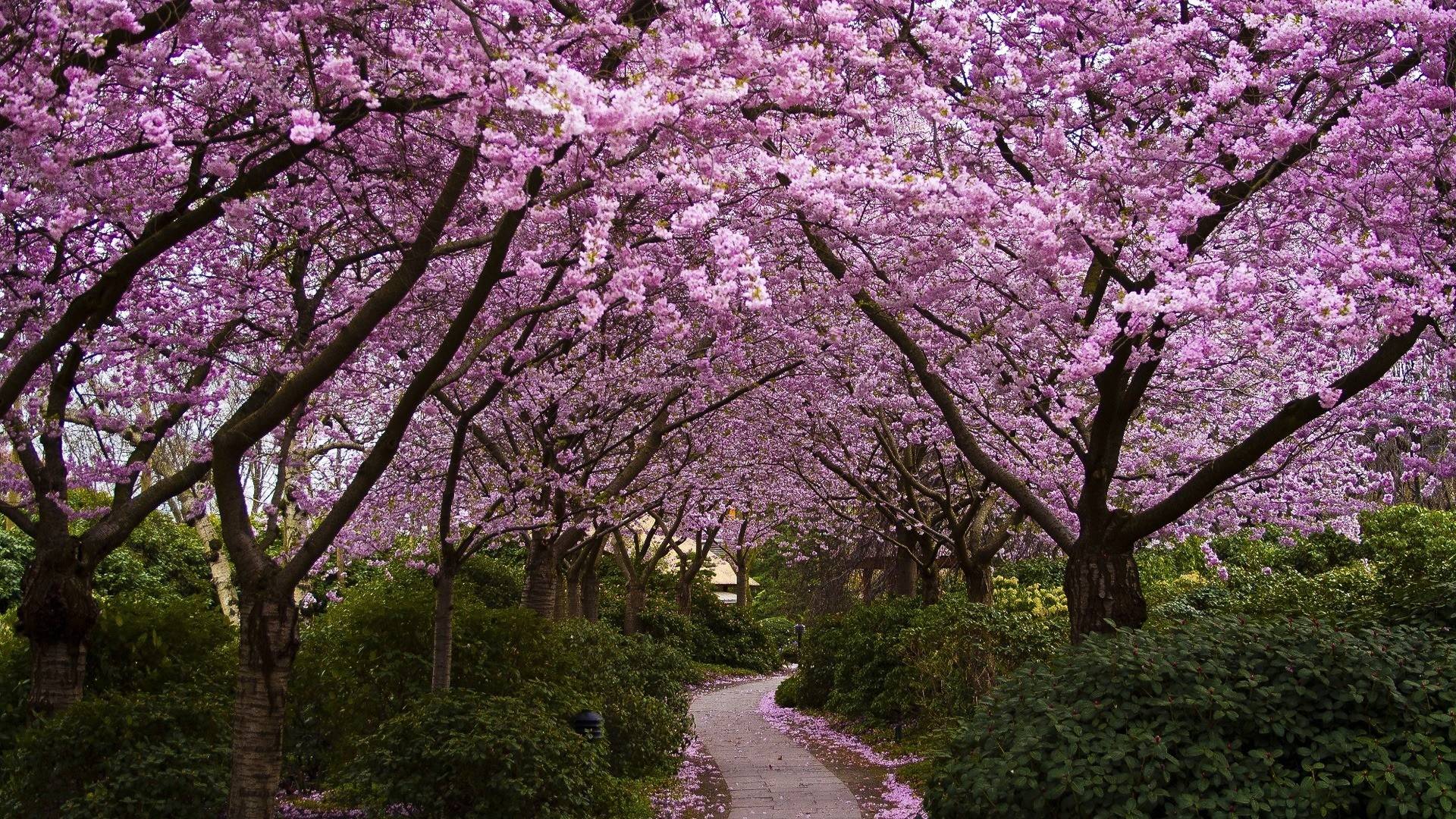 Cherry Blossom Wallpapers