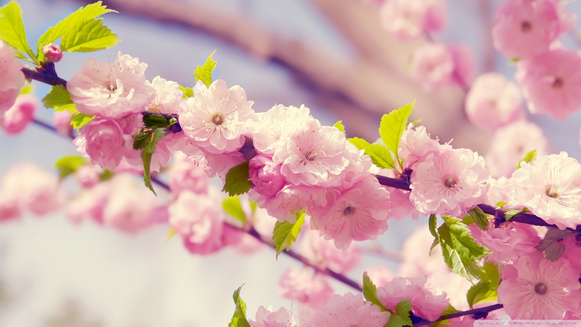 Cherry Blossom Wallpapers