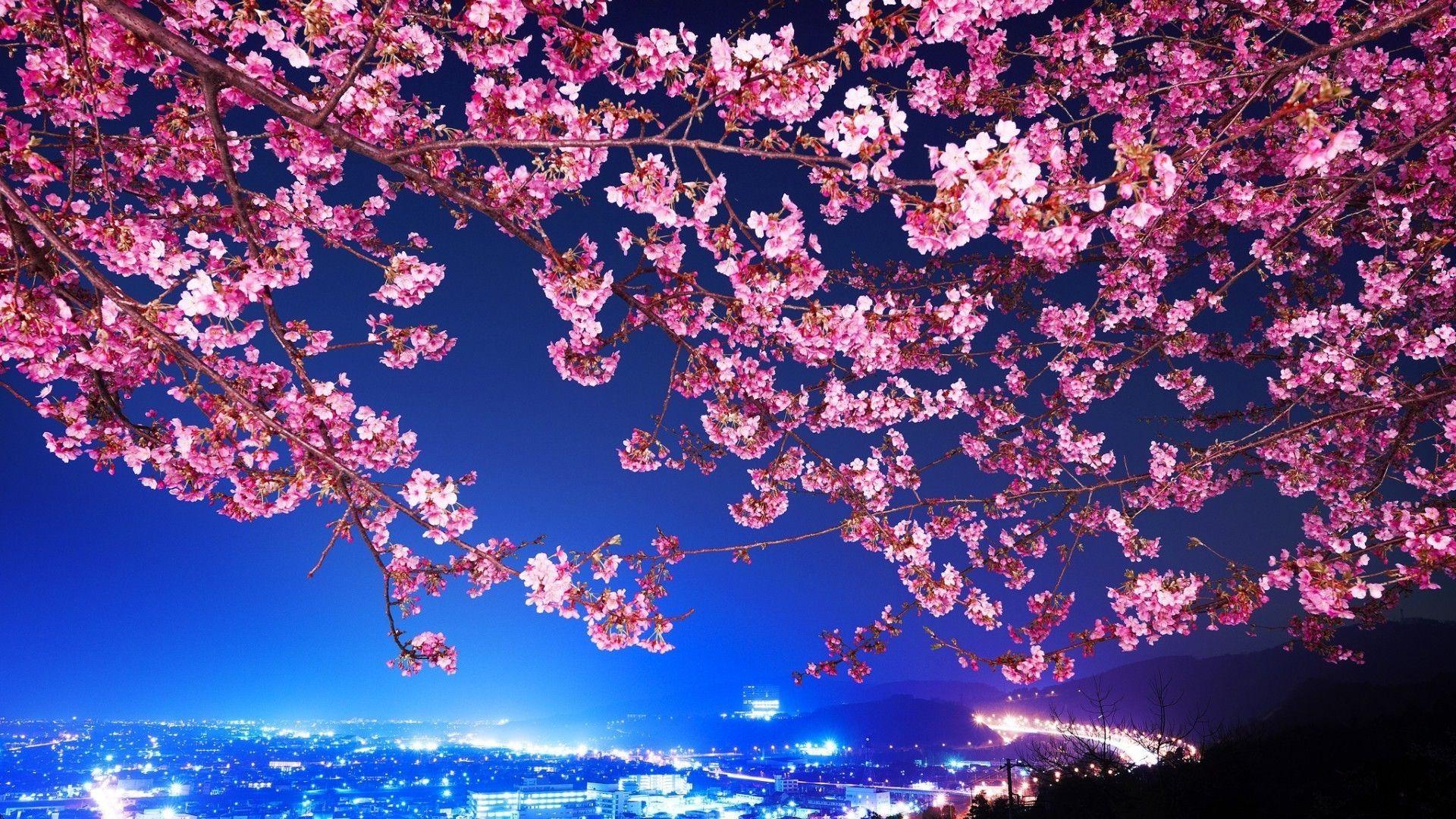 Cherry Blossom Wallpapers