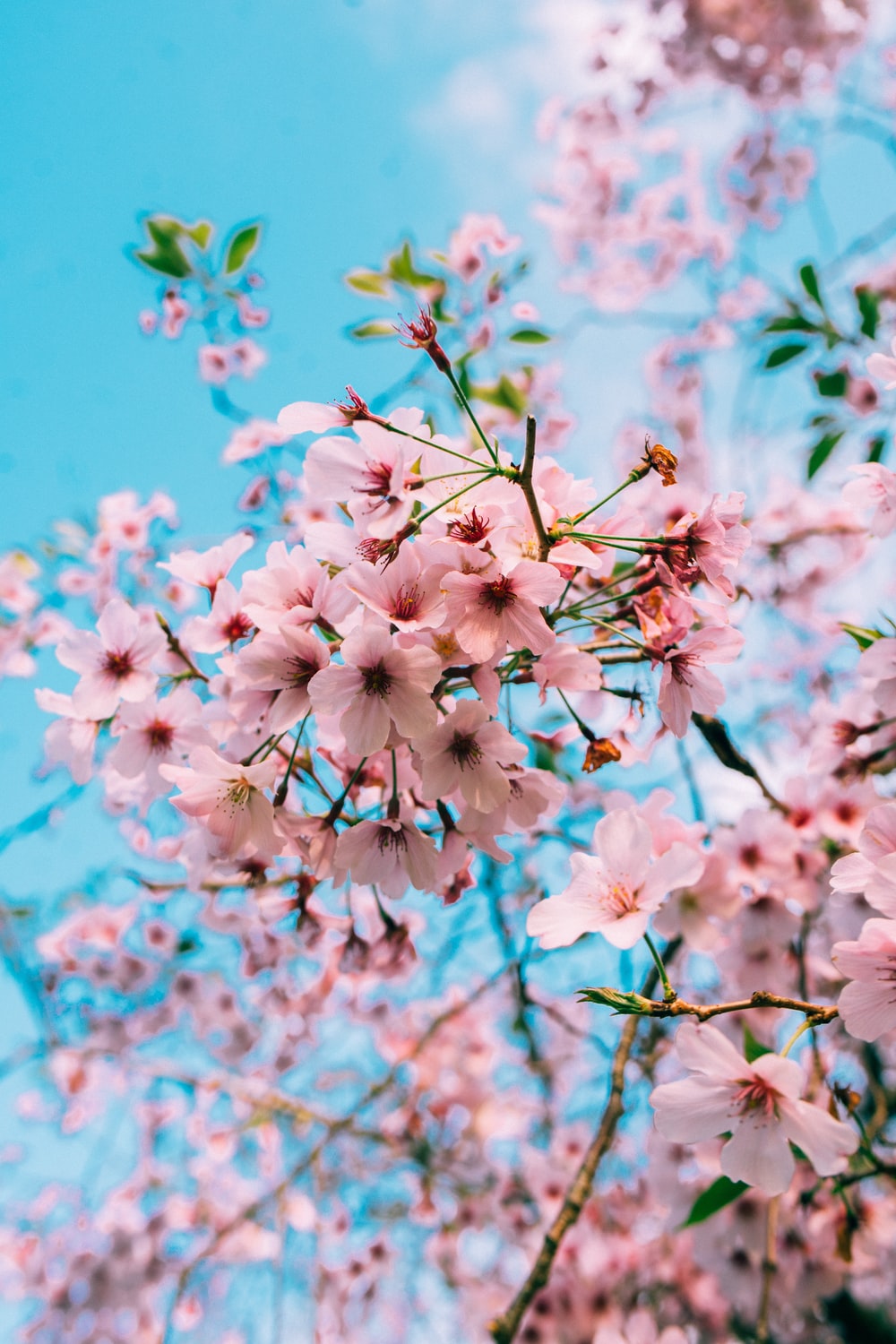 Cherry Blossoms Wallpapers