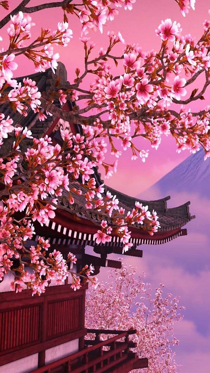 Cherry Blossoms Wallpapers