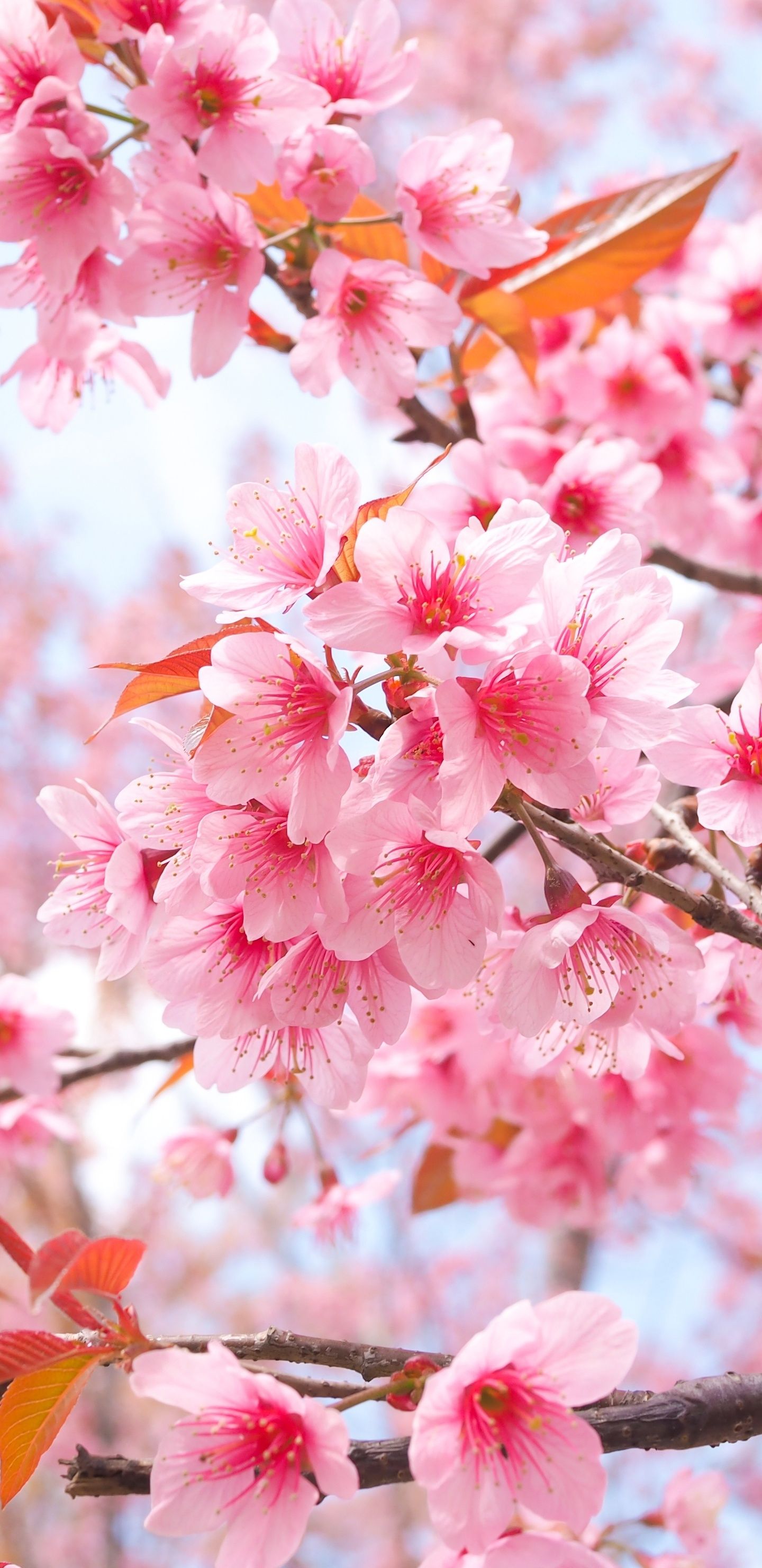 Cherry Blossoms Wallpapers