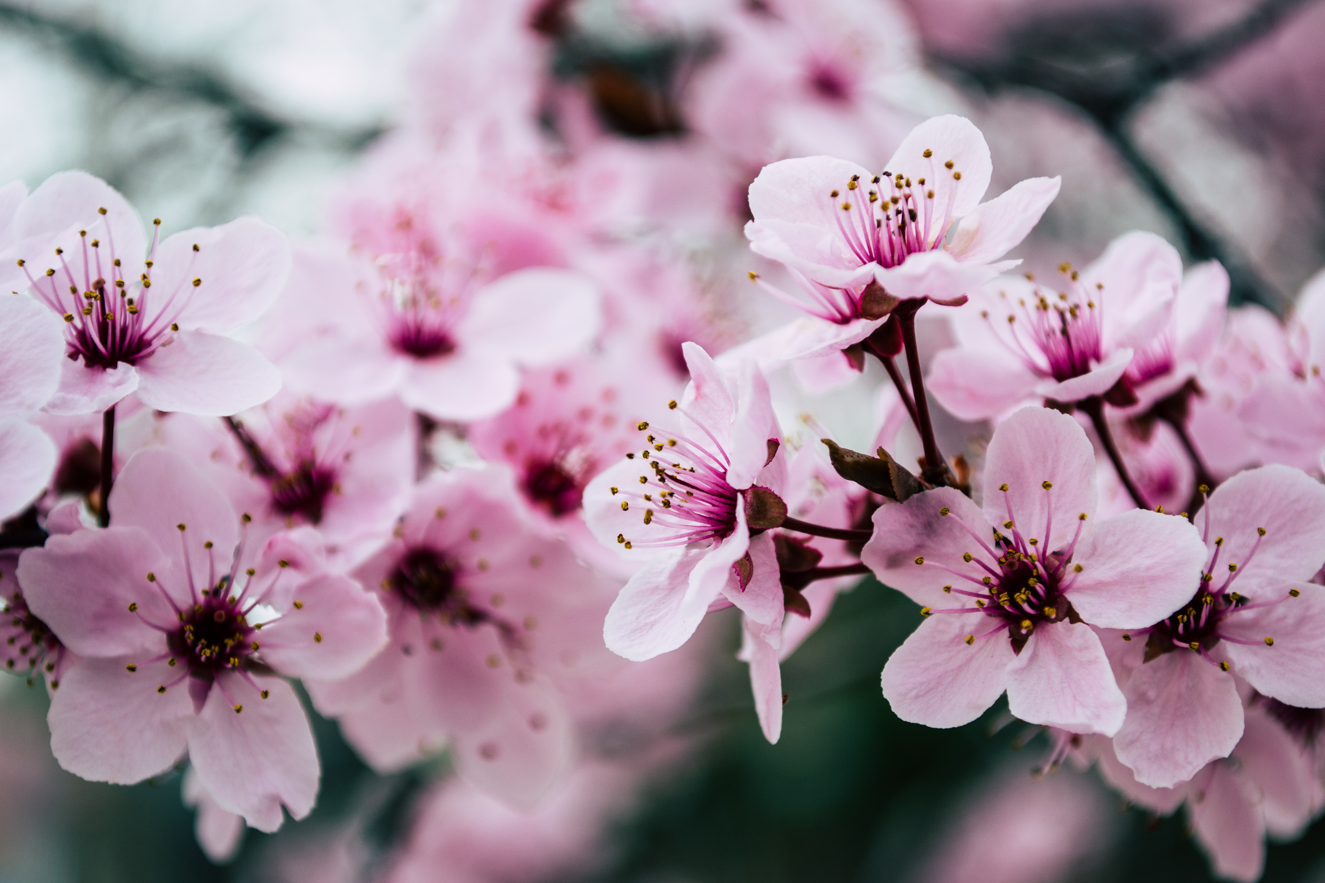 Cherry Blossoms Wallpapers