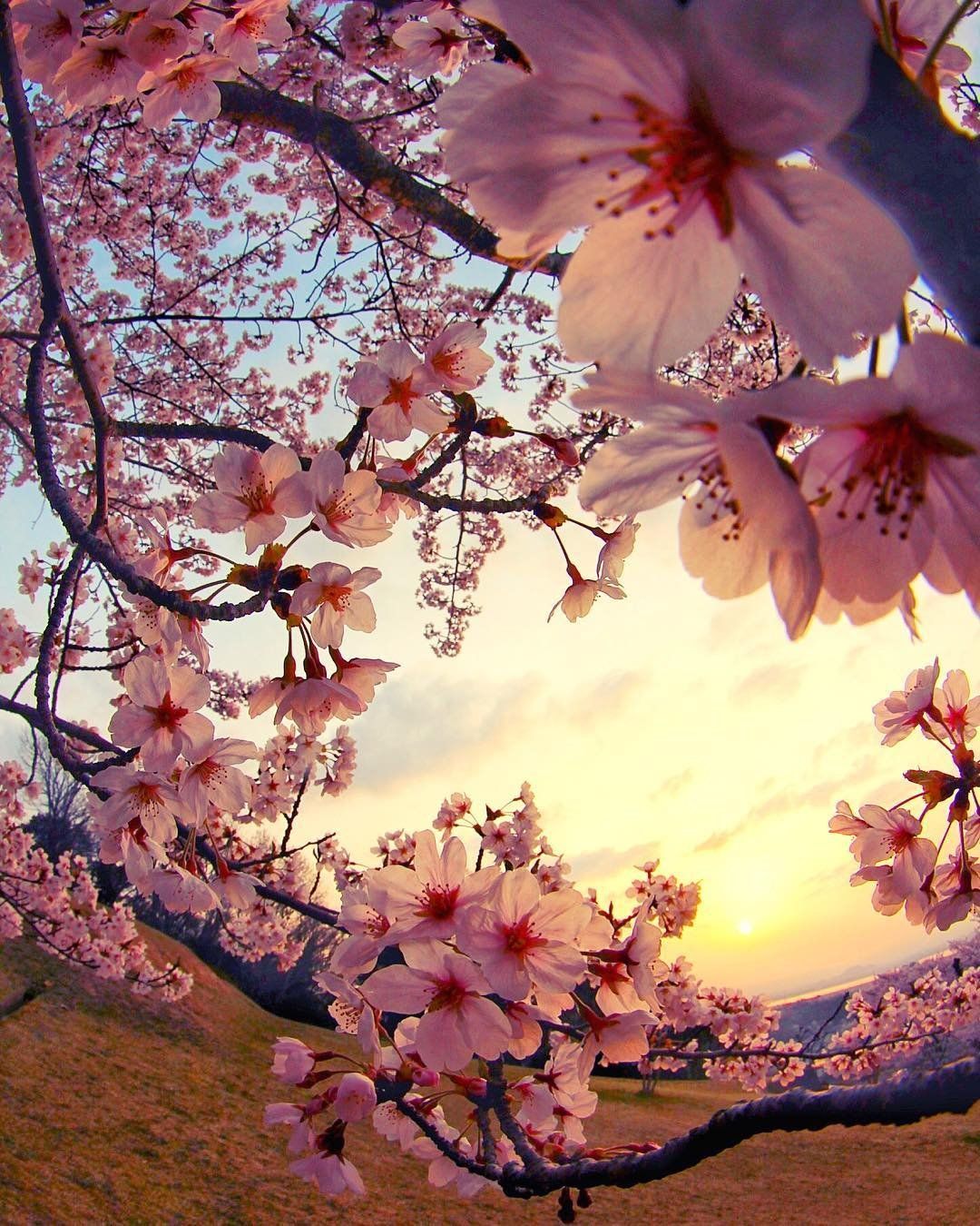 Cherry Blossoms Wallpapers