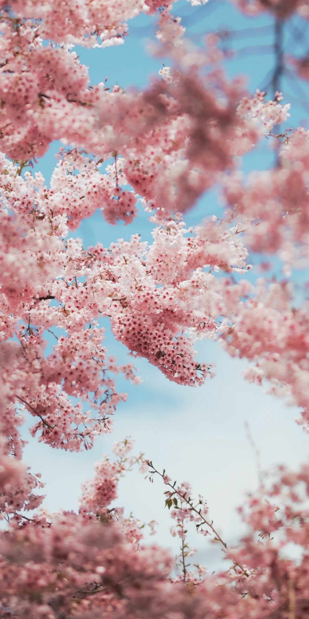 Cherry Blossoms Wallpapers