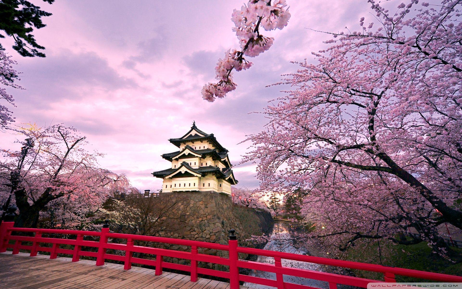 Cherry Blossoms Wallpapers