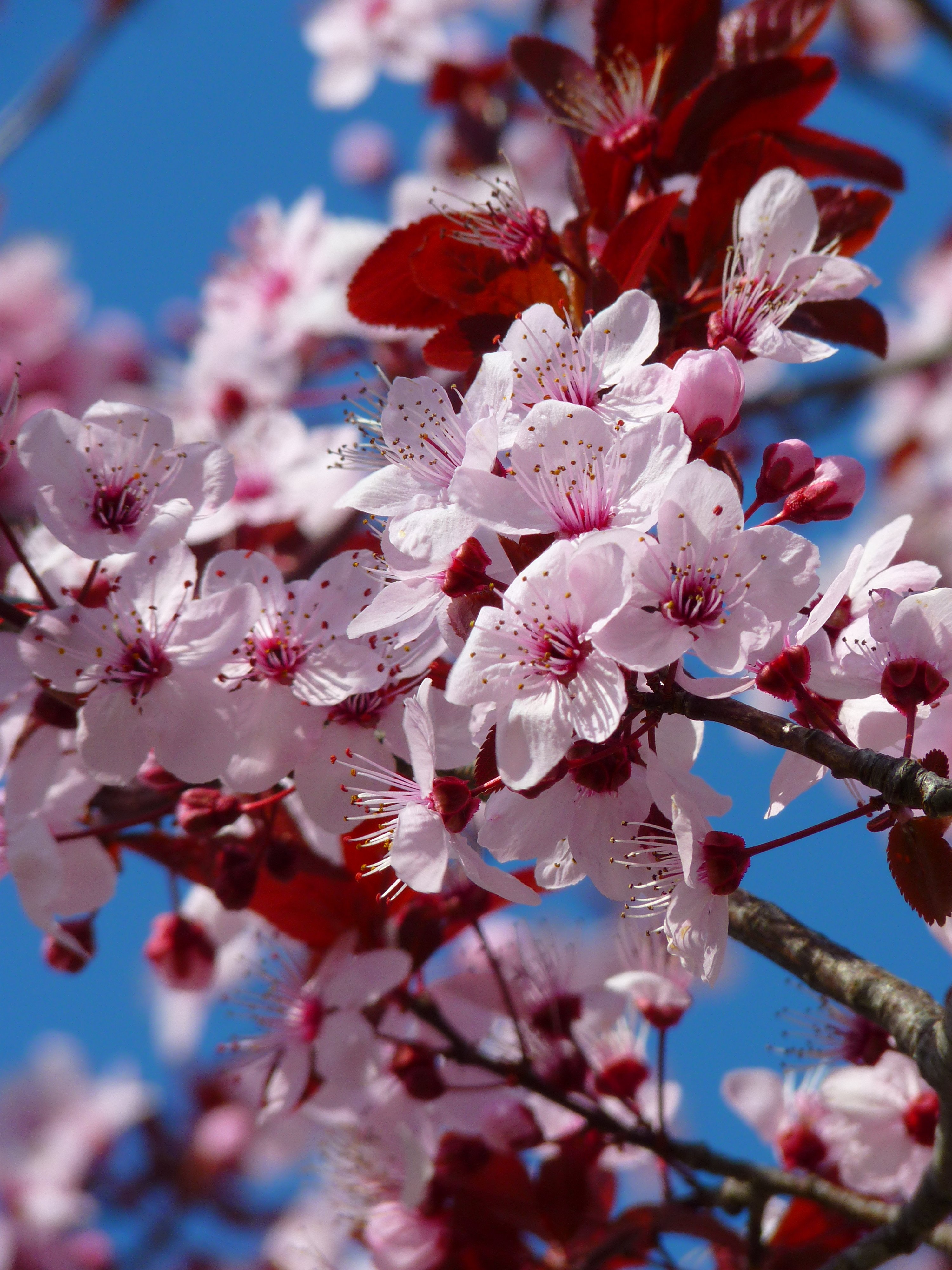 Cherry Blossoms Wallpapers