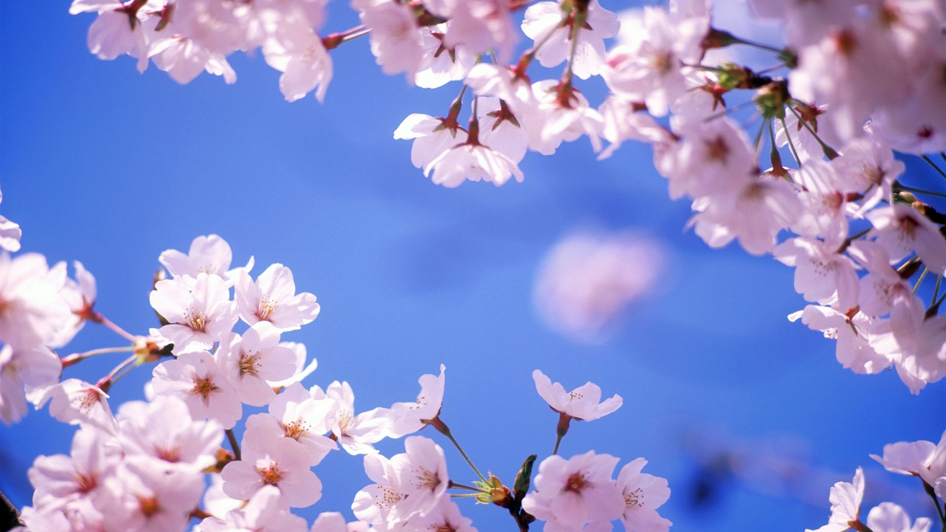 Cherry Blossoms Wallpapers