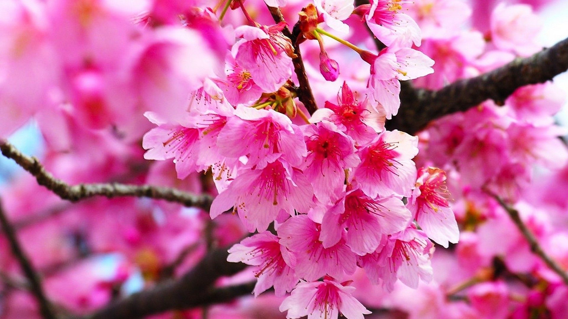 Cherry Blossoms Wallpapers