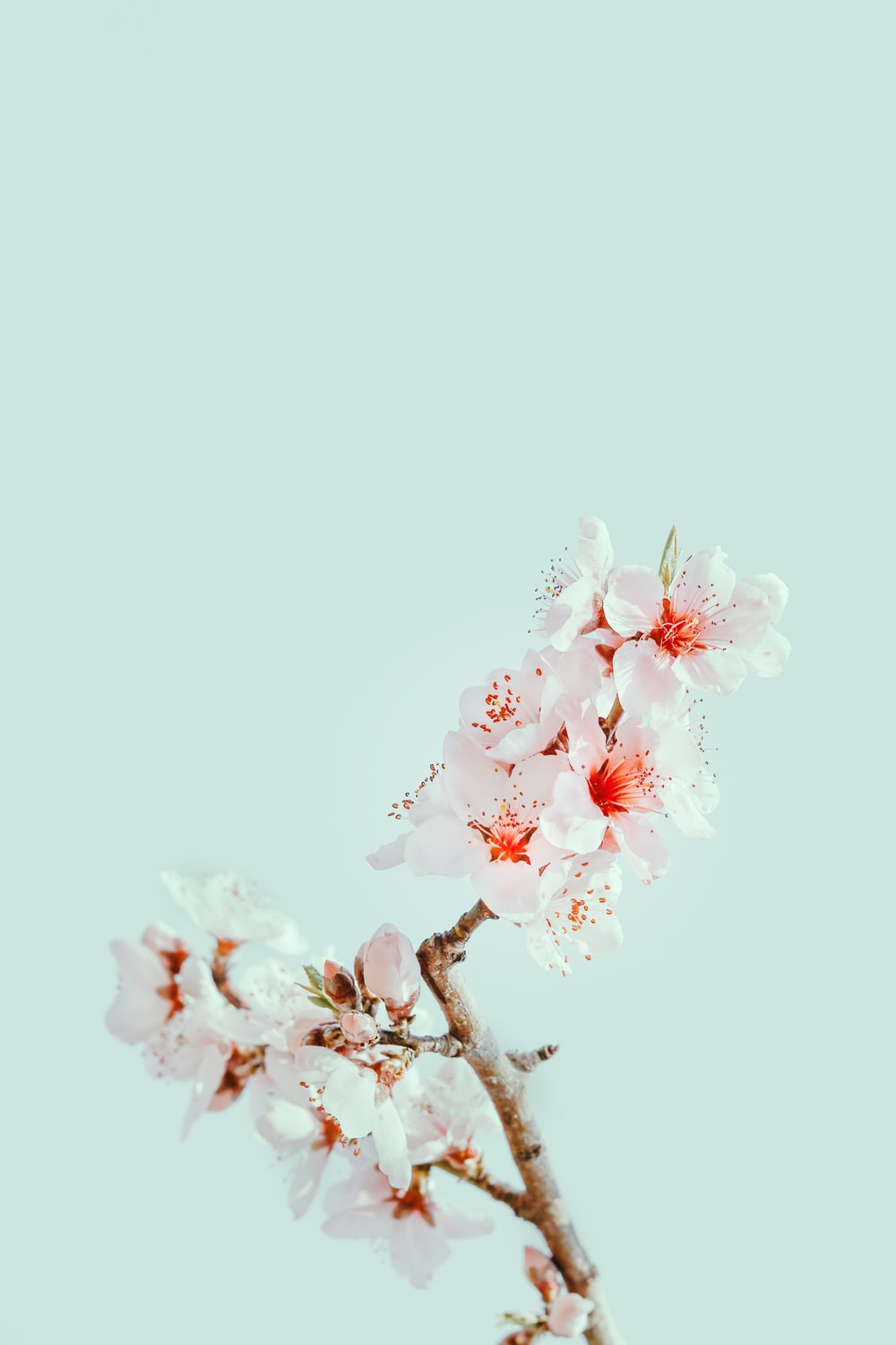 Cherry Blossoms Wallpapers