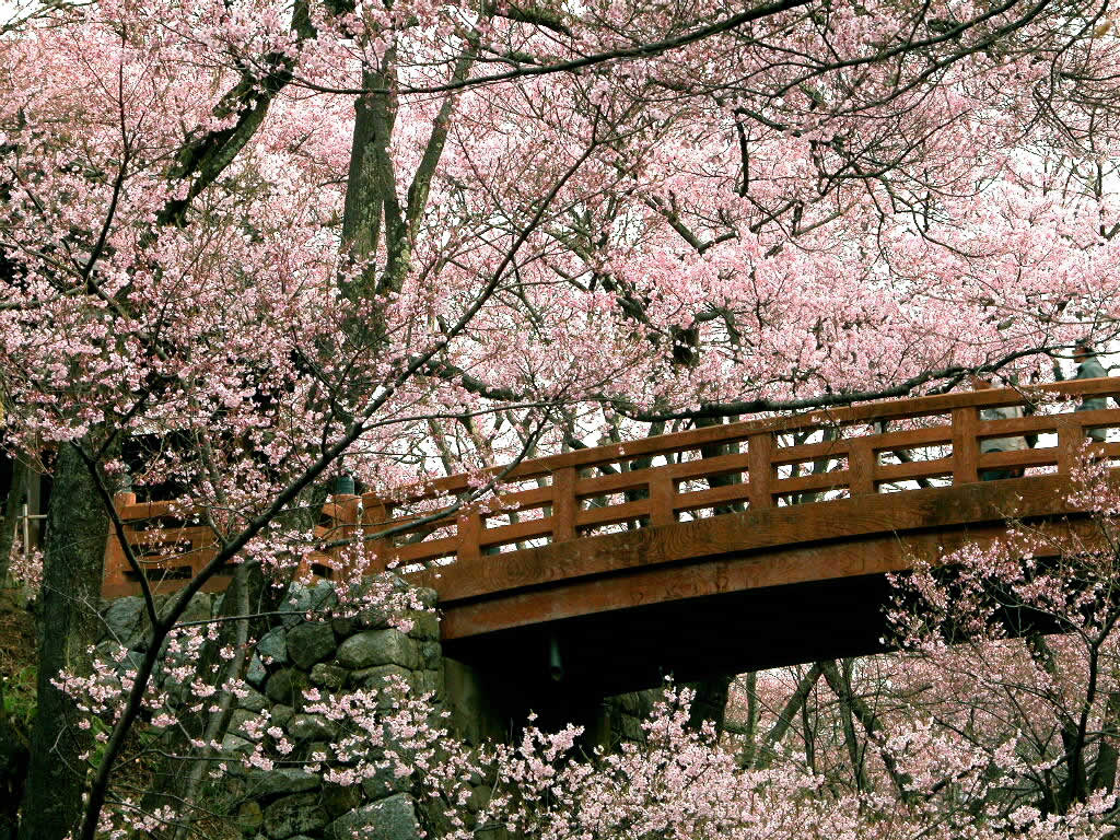 Cherry Blossoms Wallpapers