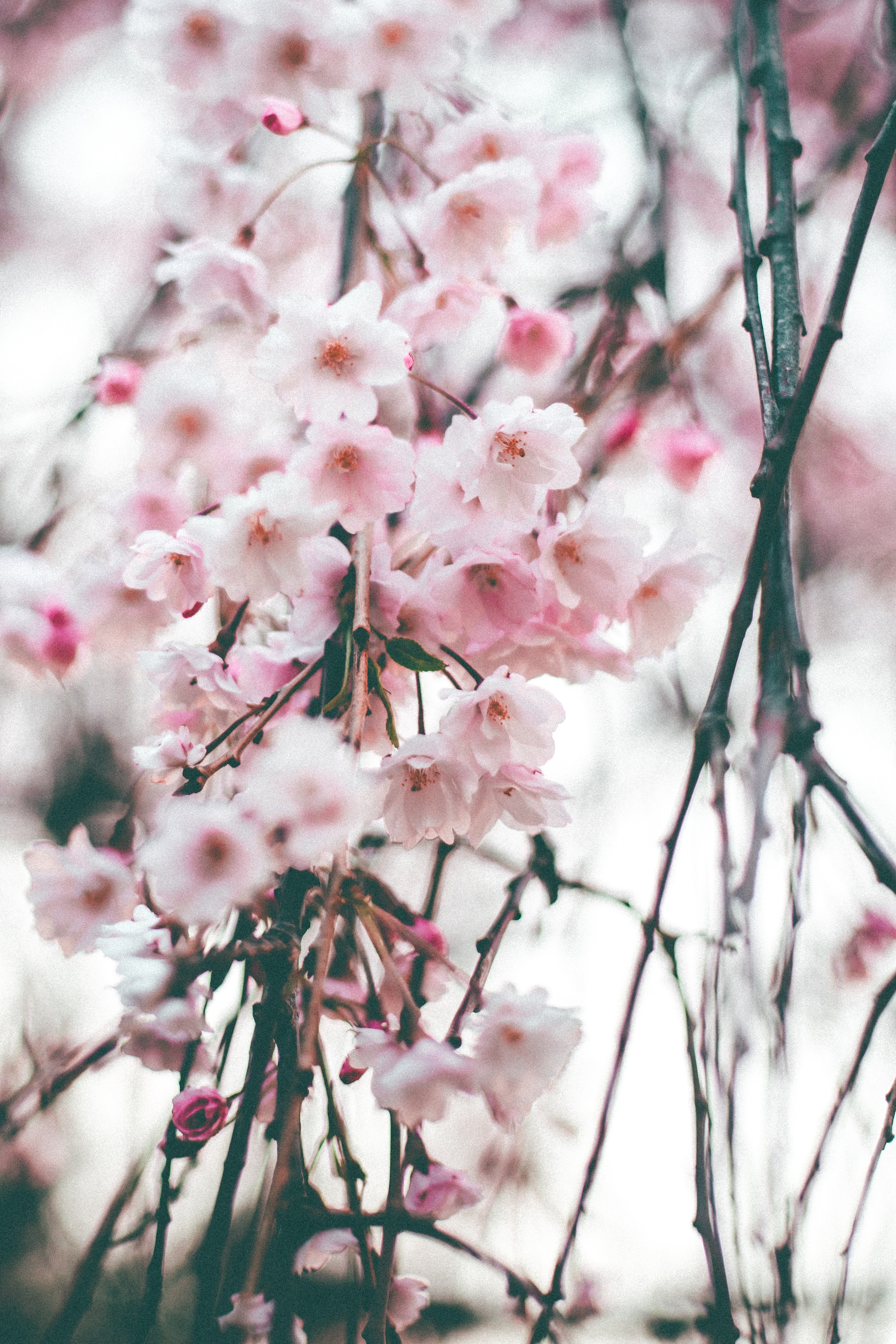 Cherry Blossoms Wallpapers