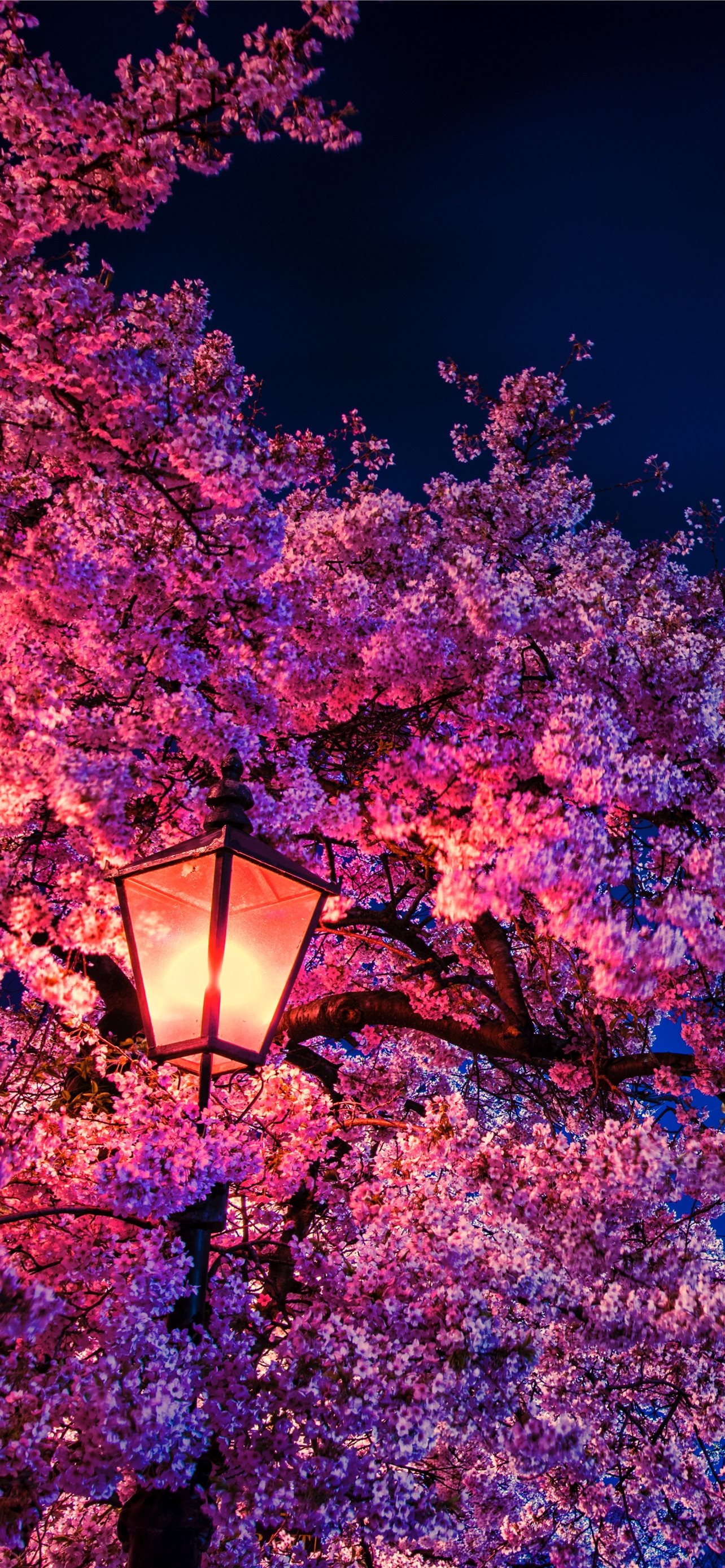 Cherry Blossoms Wallpapers