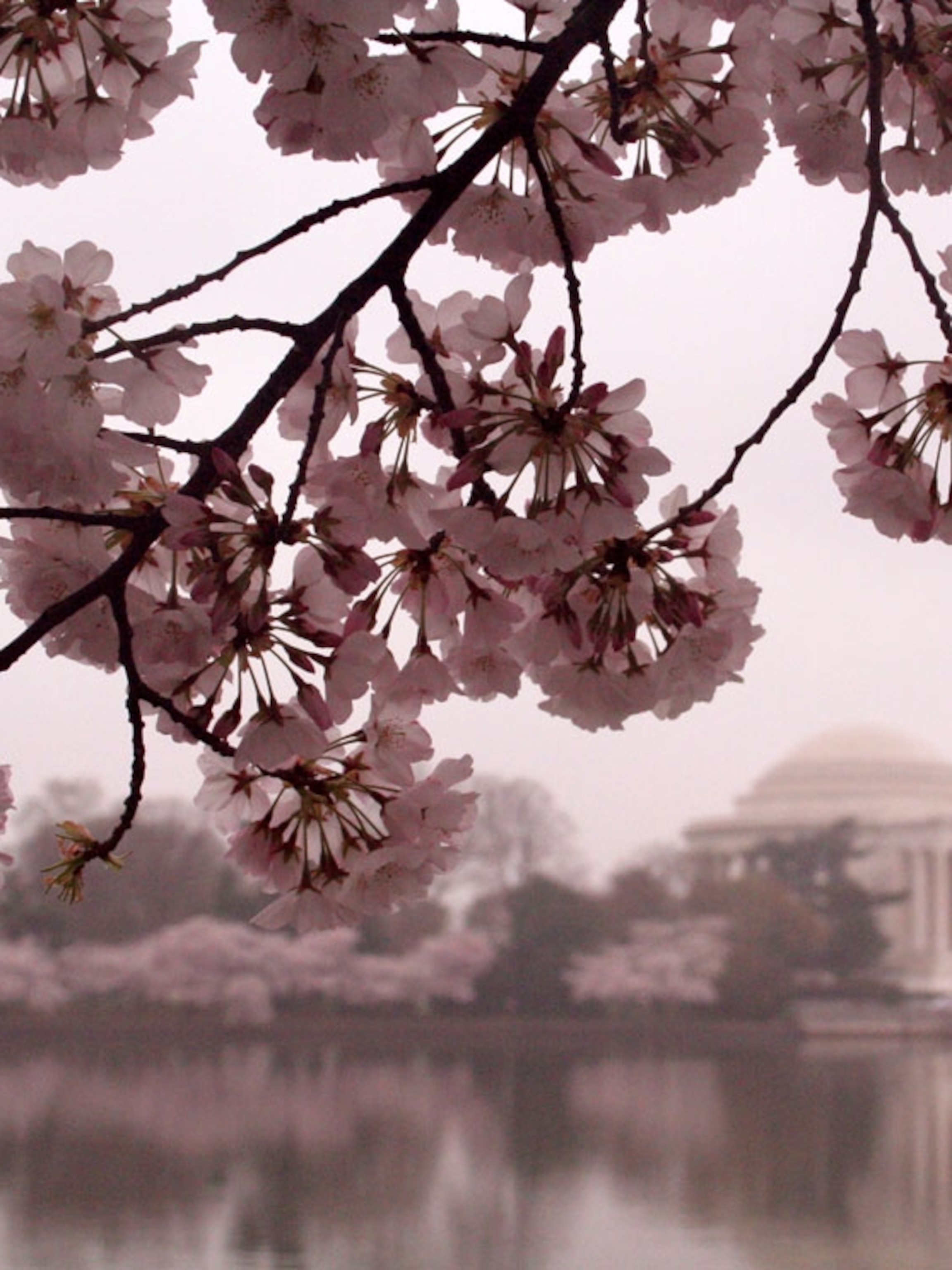 Cherry Blossoms Wallpapers