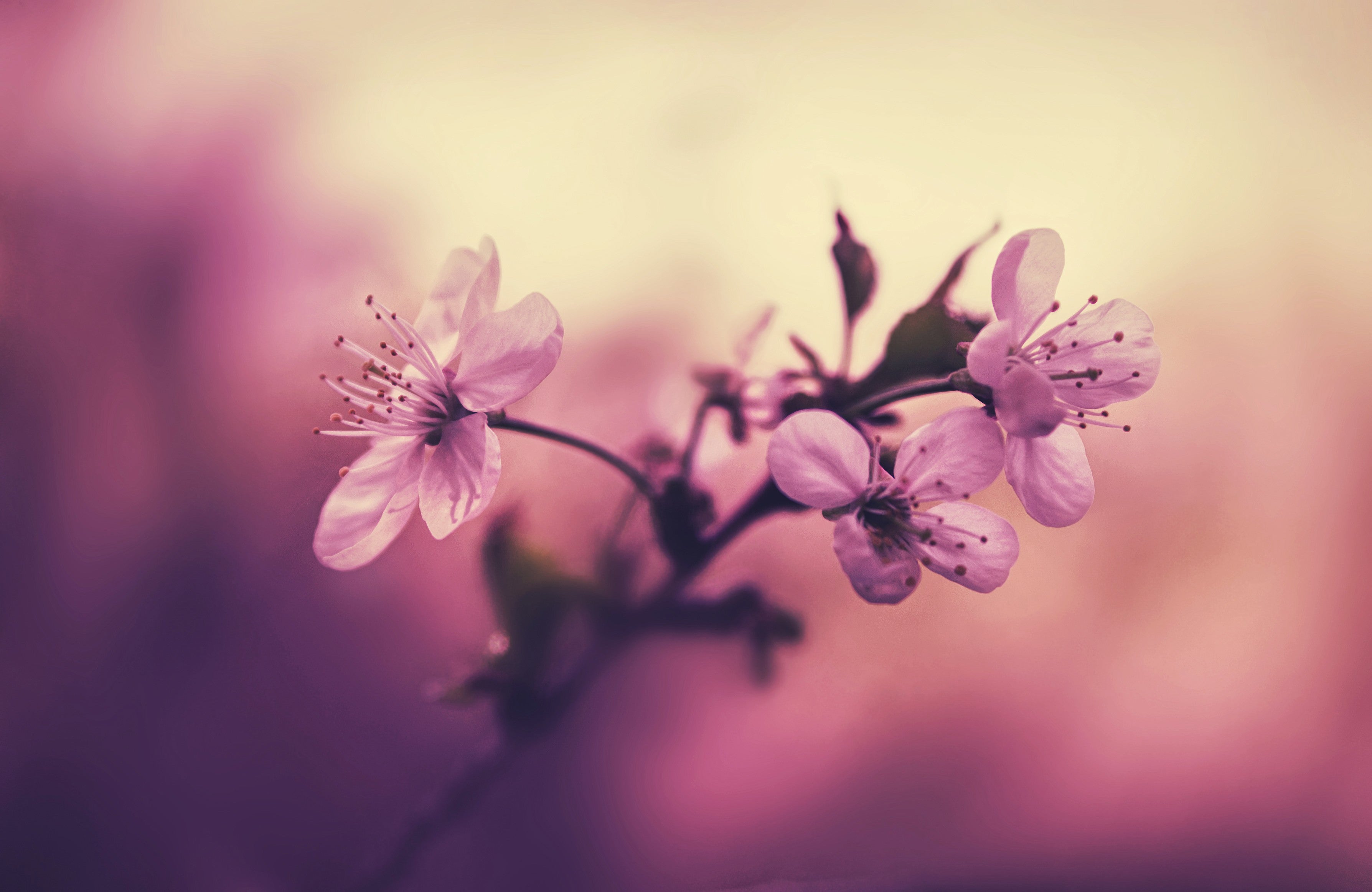 Cherry Blossoms Wallpapers