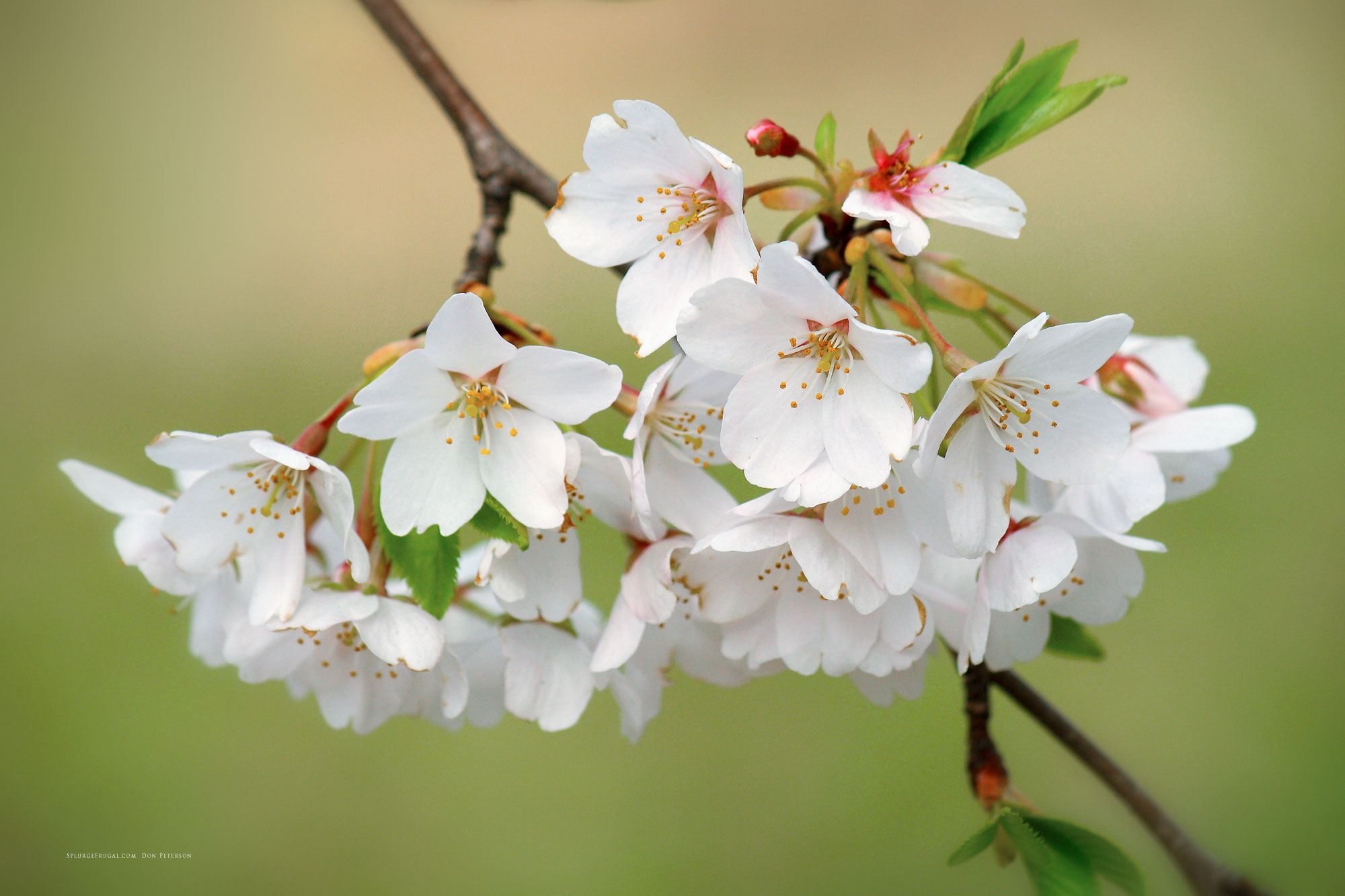 Cherry Blossoms Wallpapers